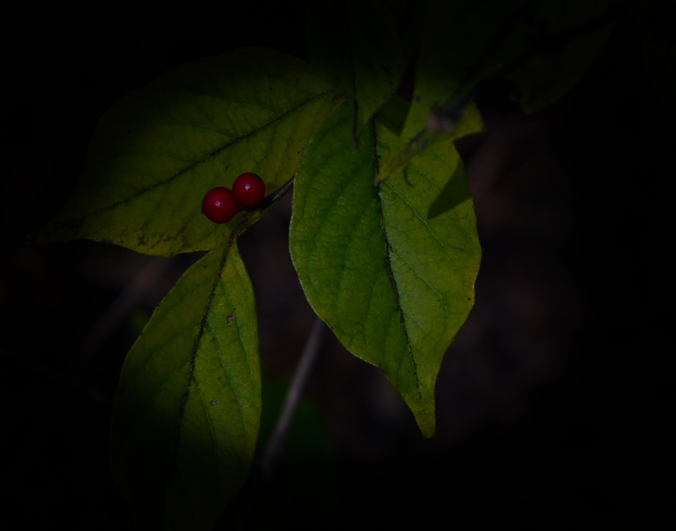 twin berries