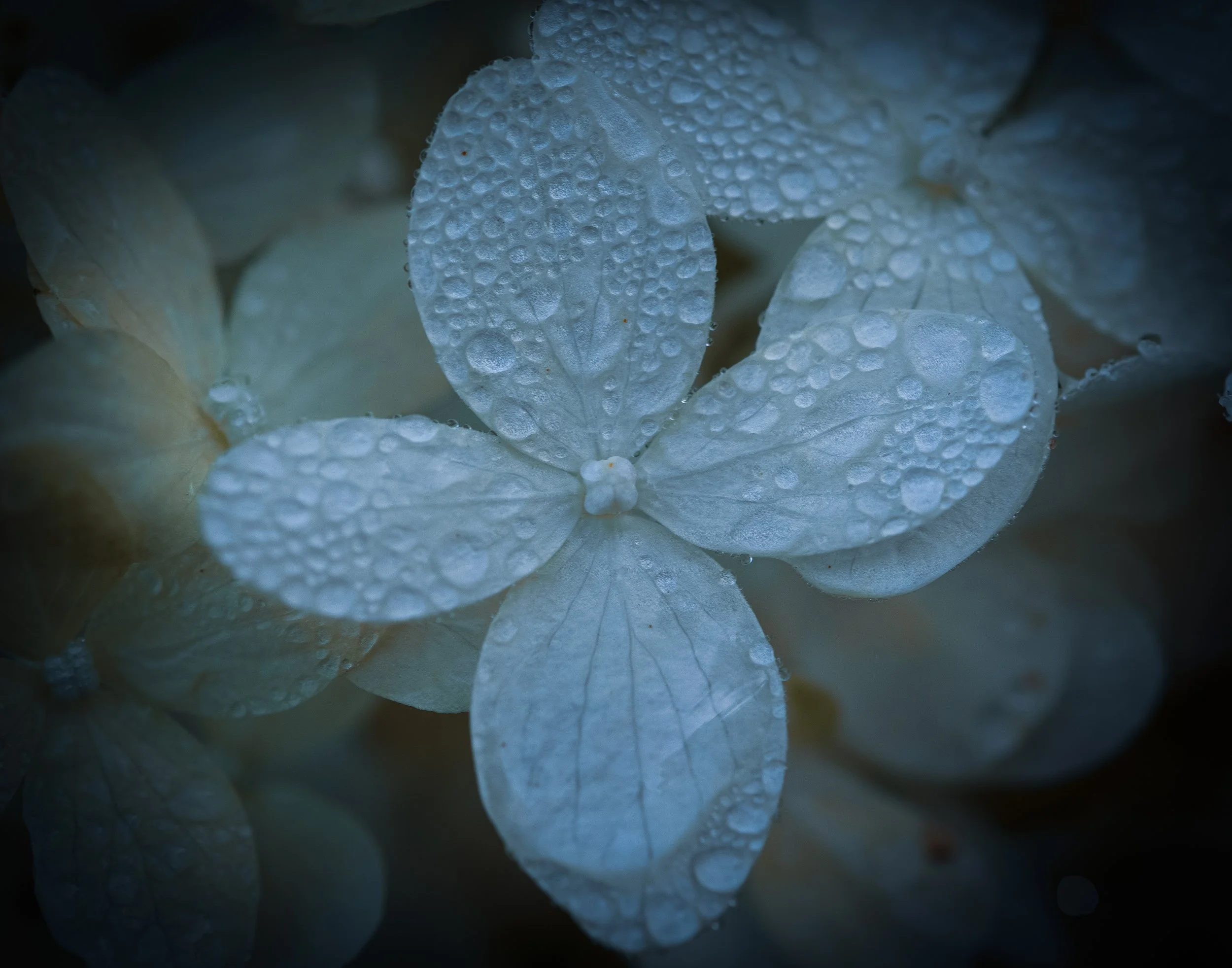 raindrops on smooth hydrangea
