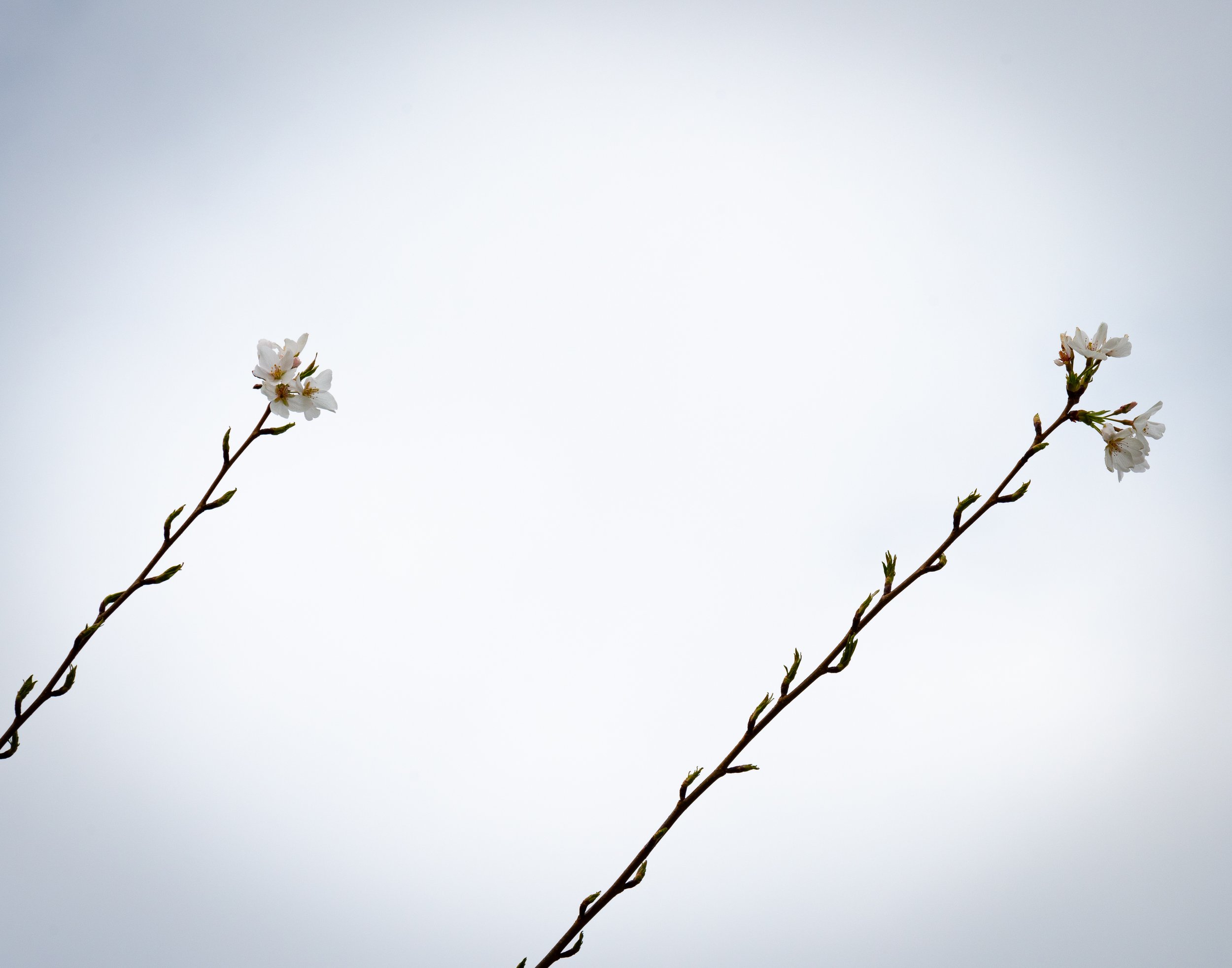 tiny flowers
