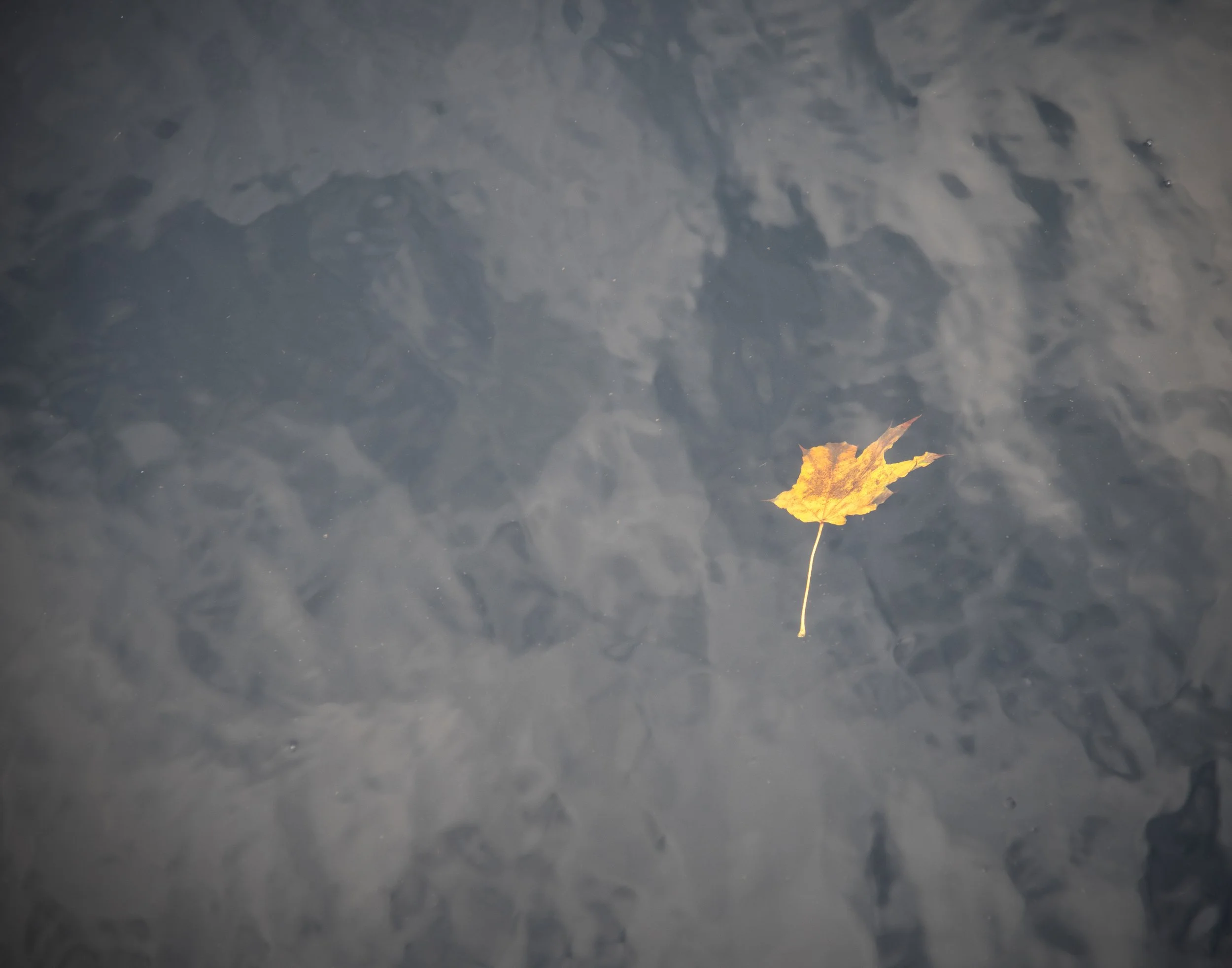floating leaf