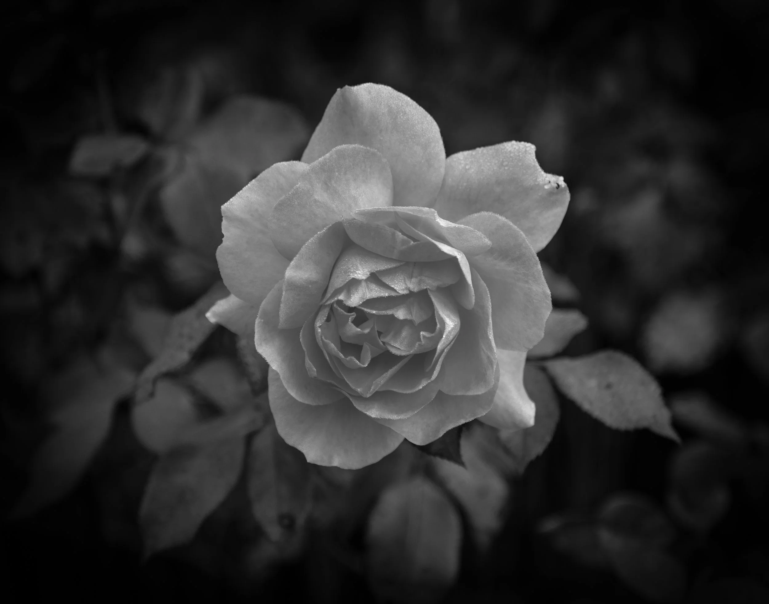 rose (2)