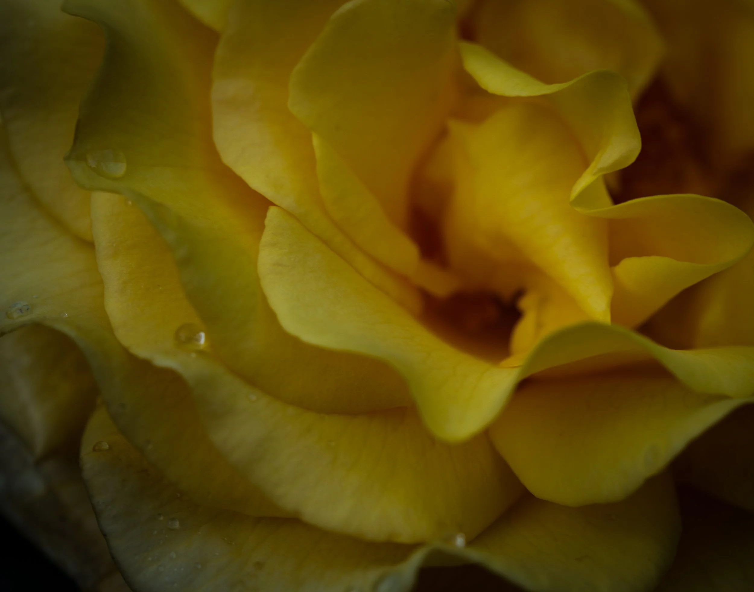 rose with raindrop