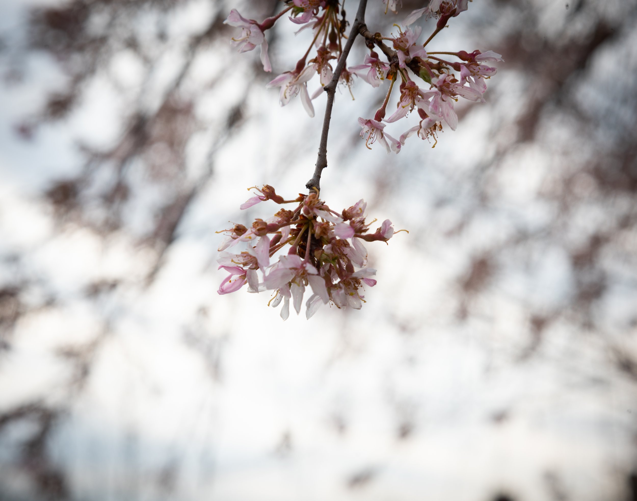 cherry blossoms (2)