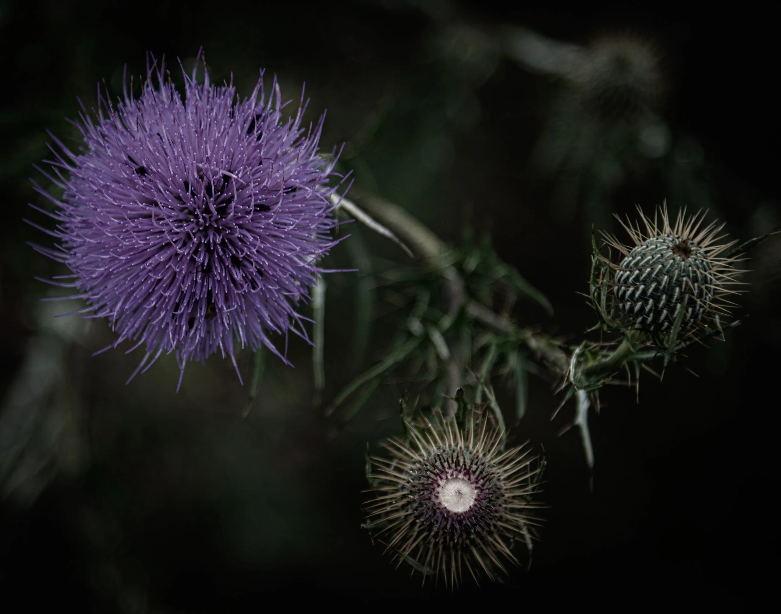 purple