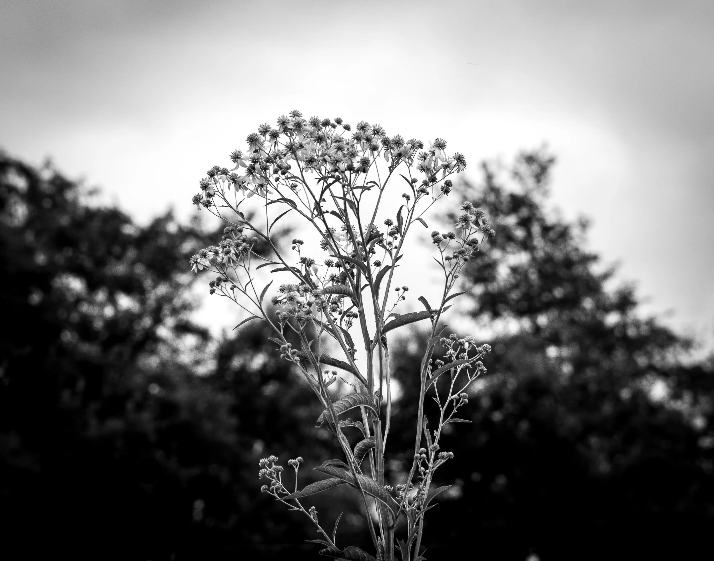 weeds