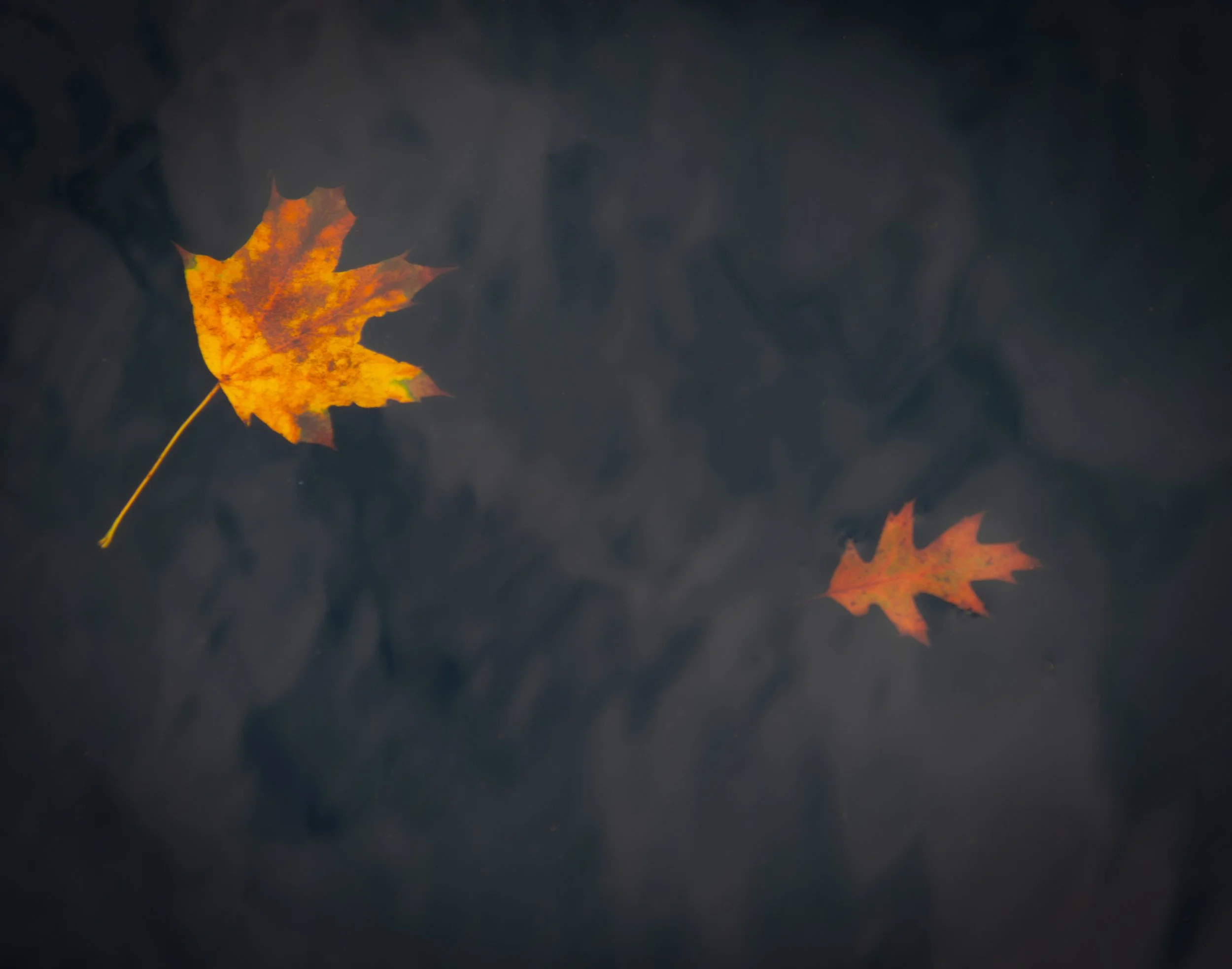 floating leaves