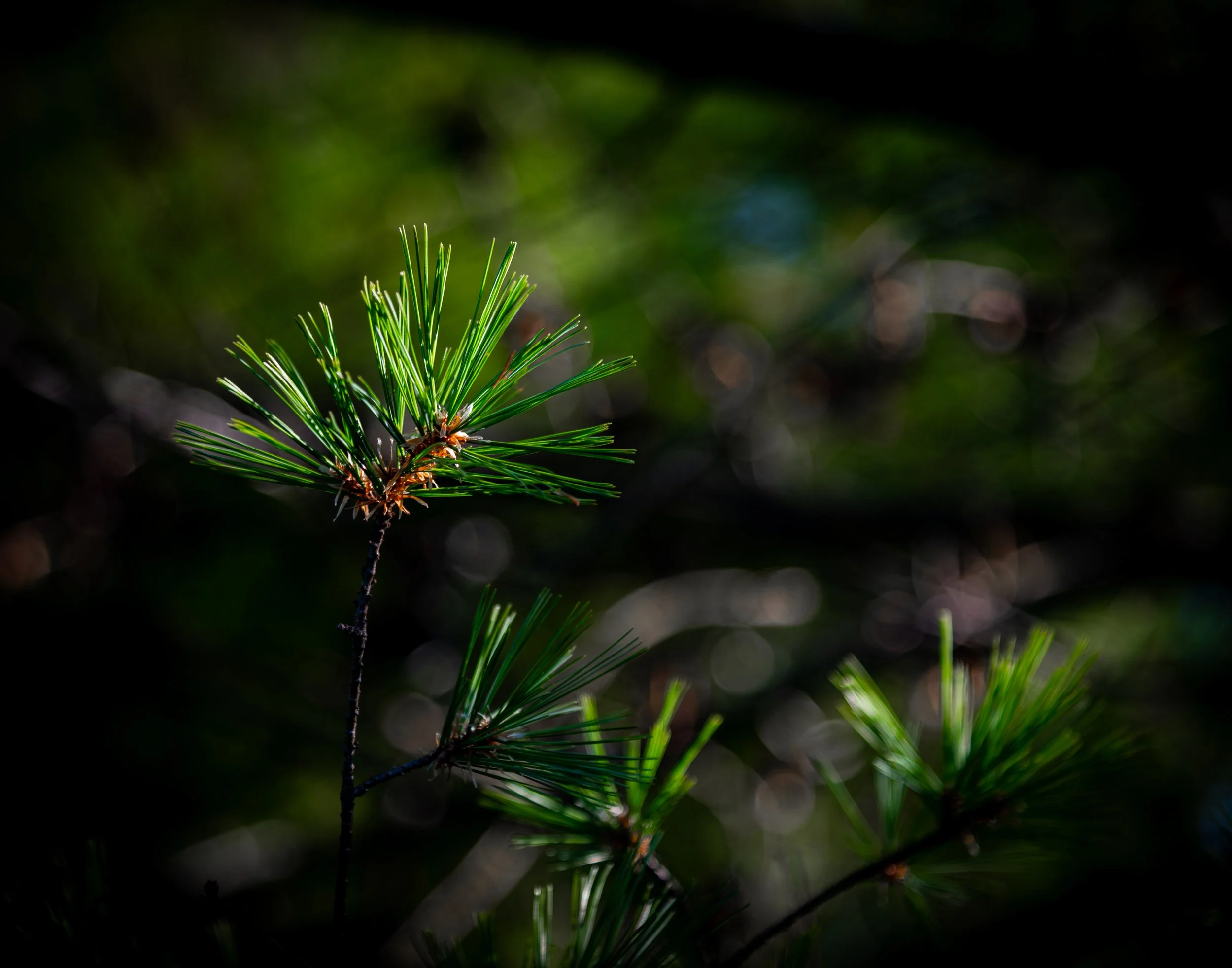 pine branch