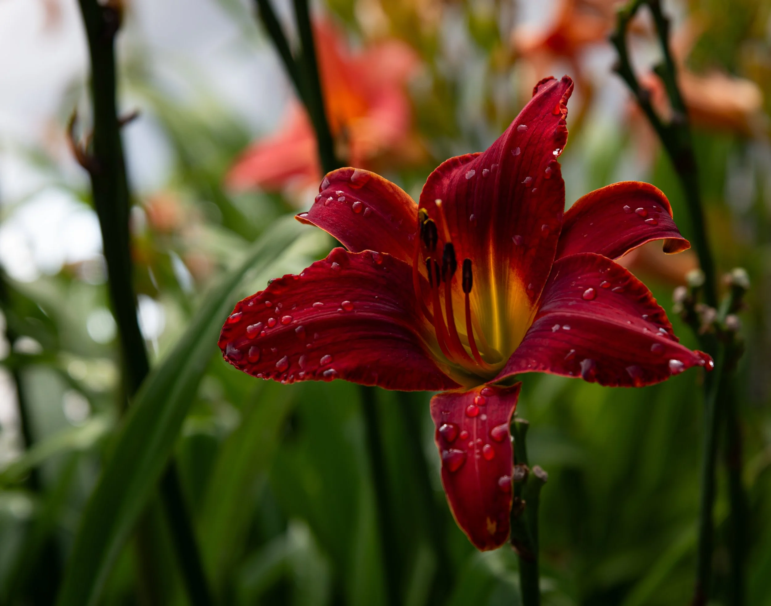 day lily in rain 