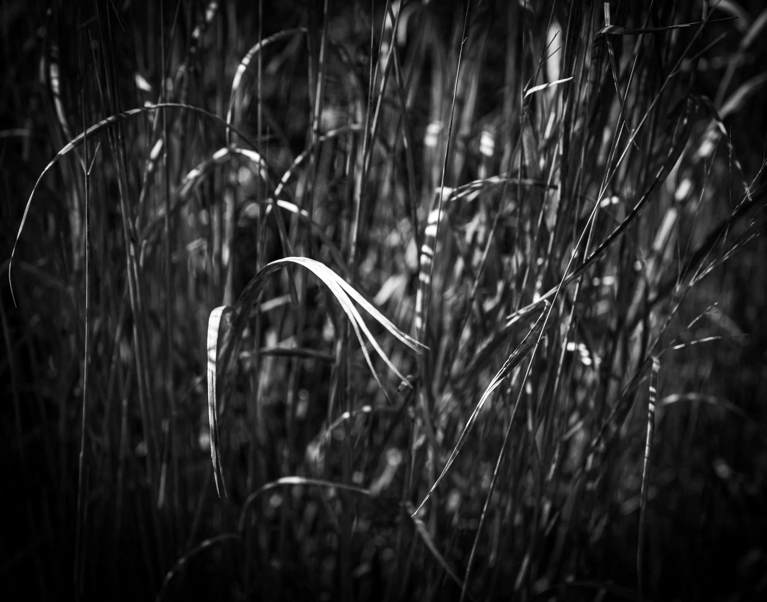 grasses (5)
