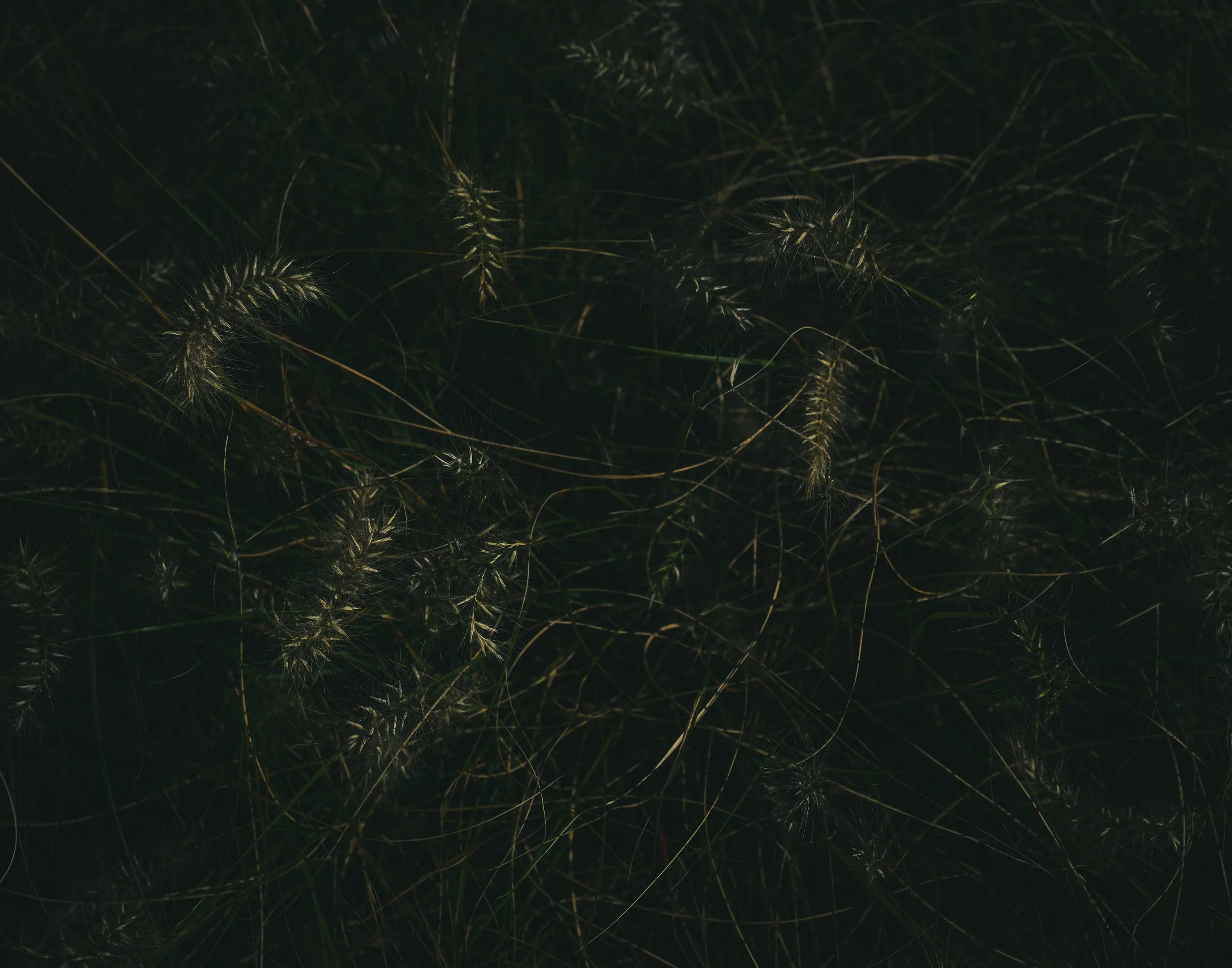 brush (4)
