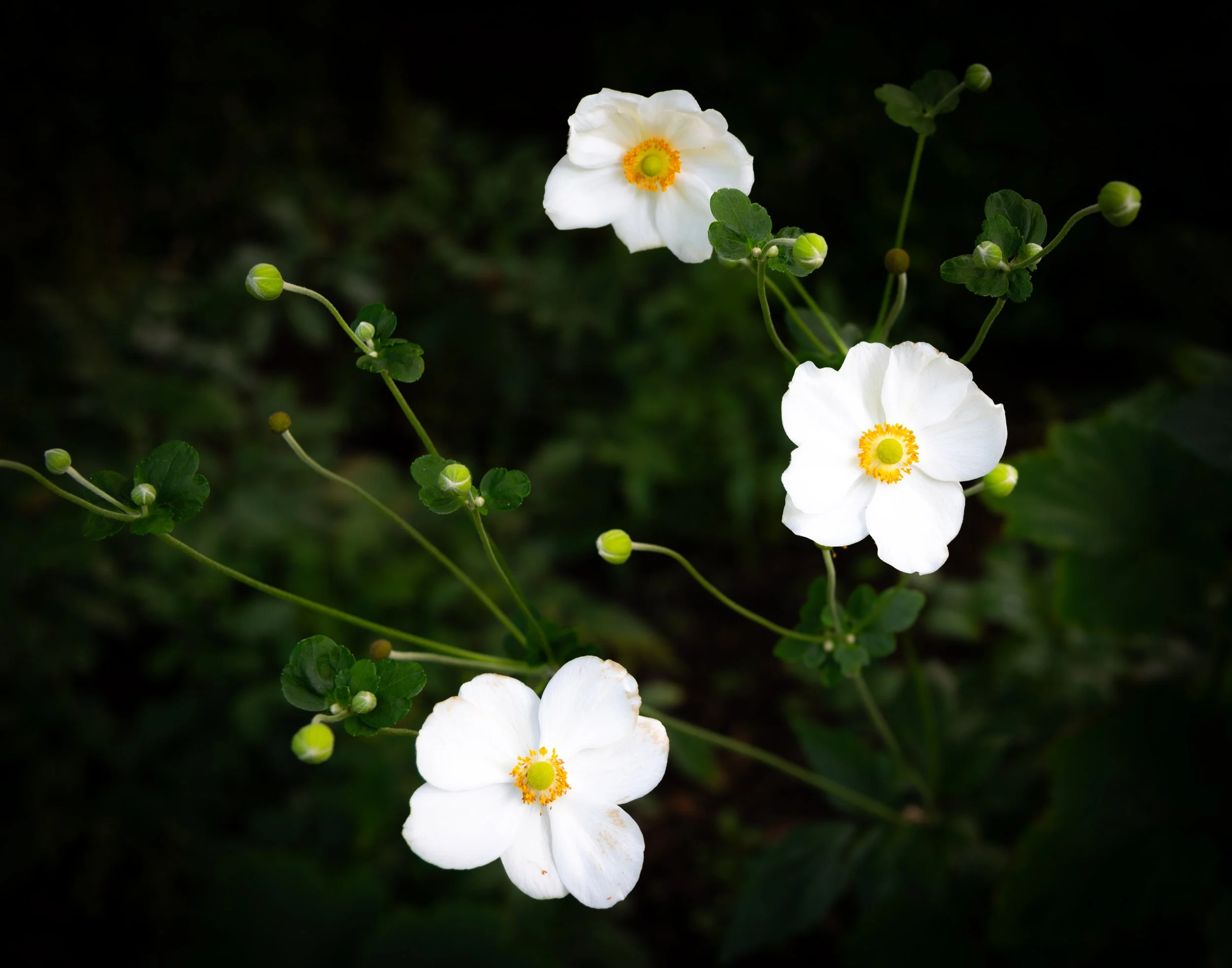 trio of white flowers