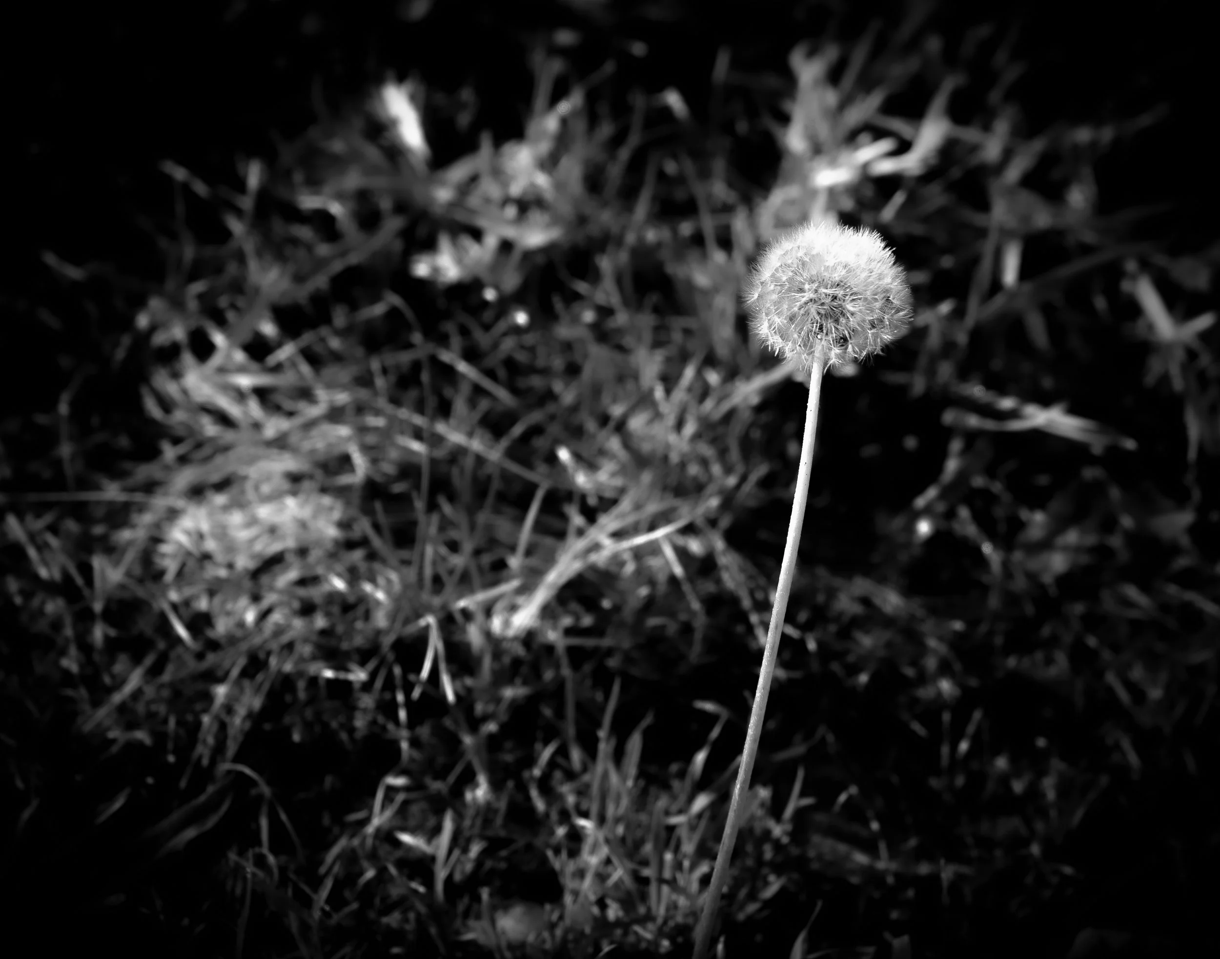 wish