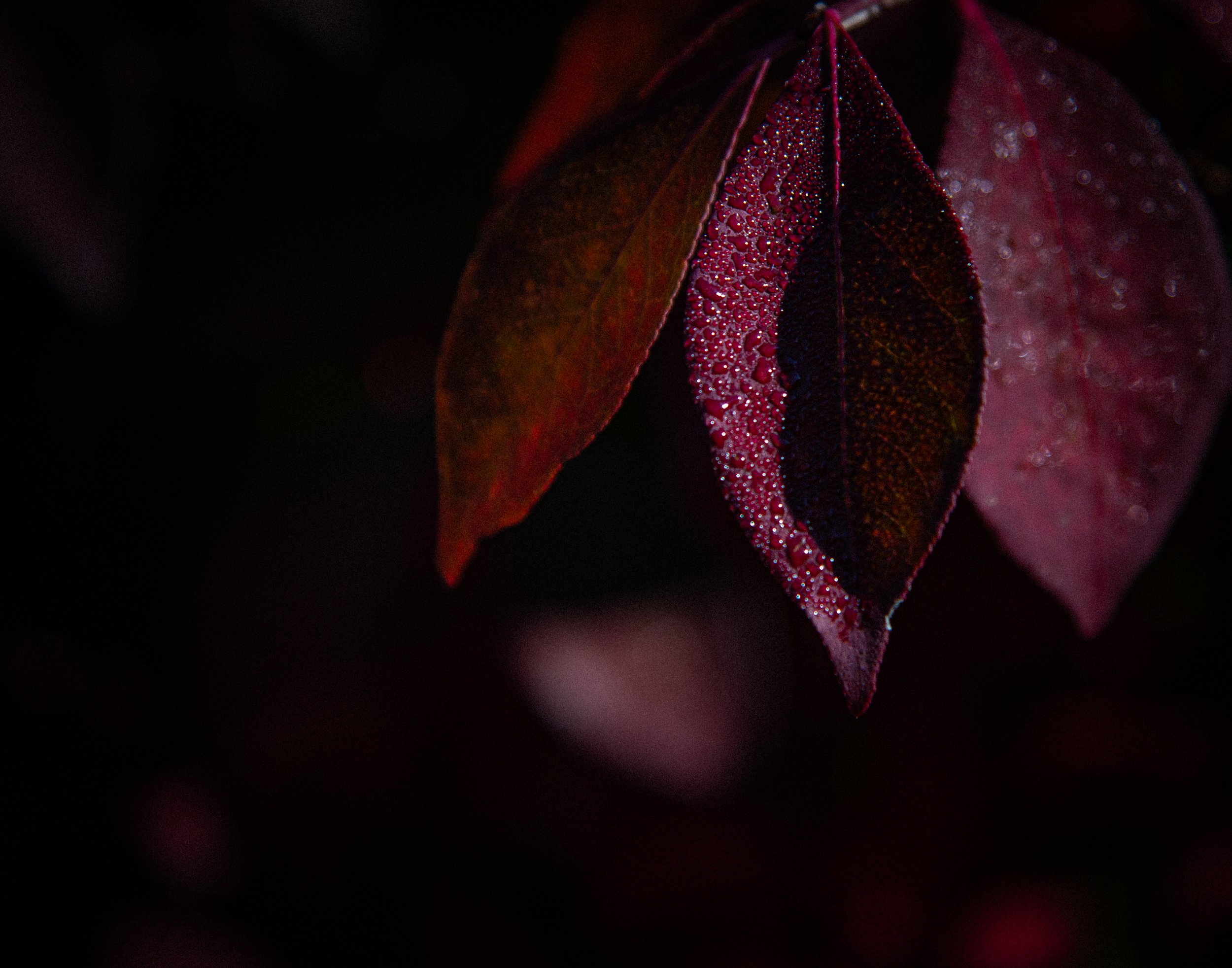 red leaves (4)