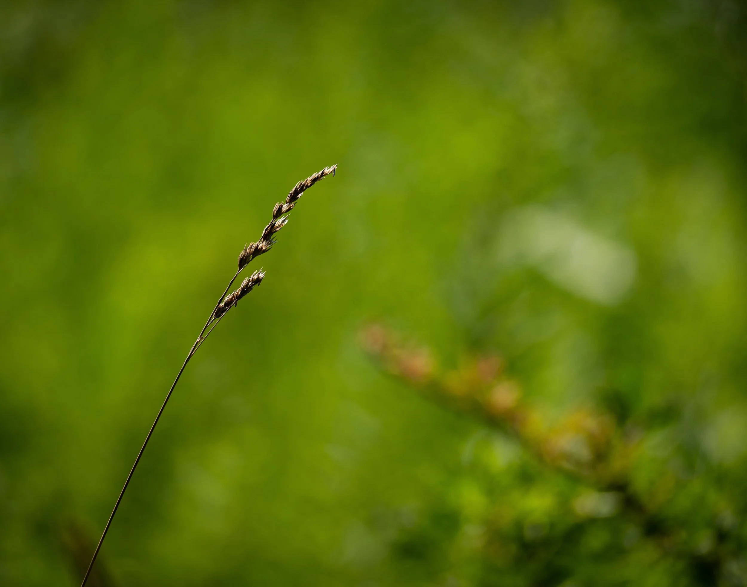 grasses (4)
