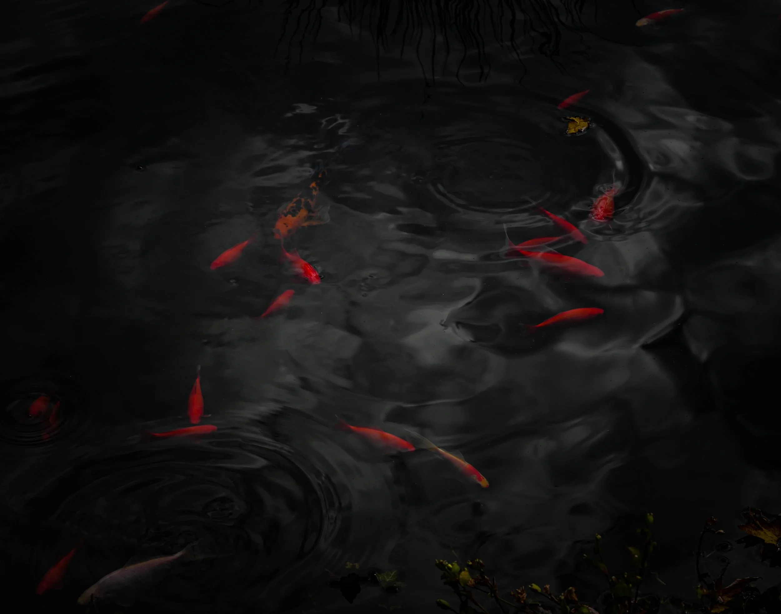 waterscape 35