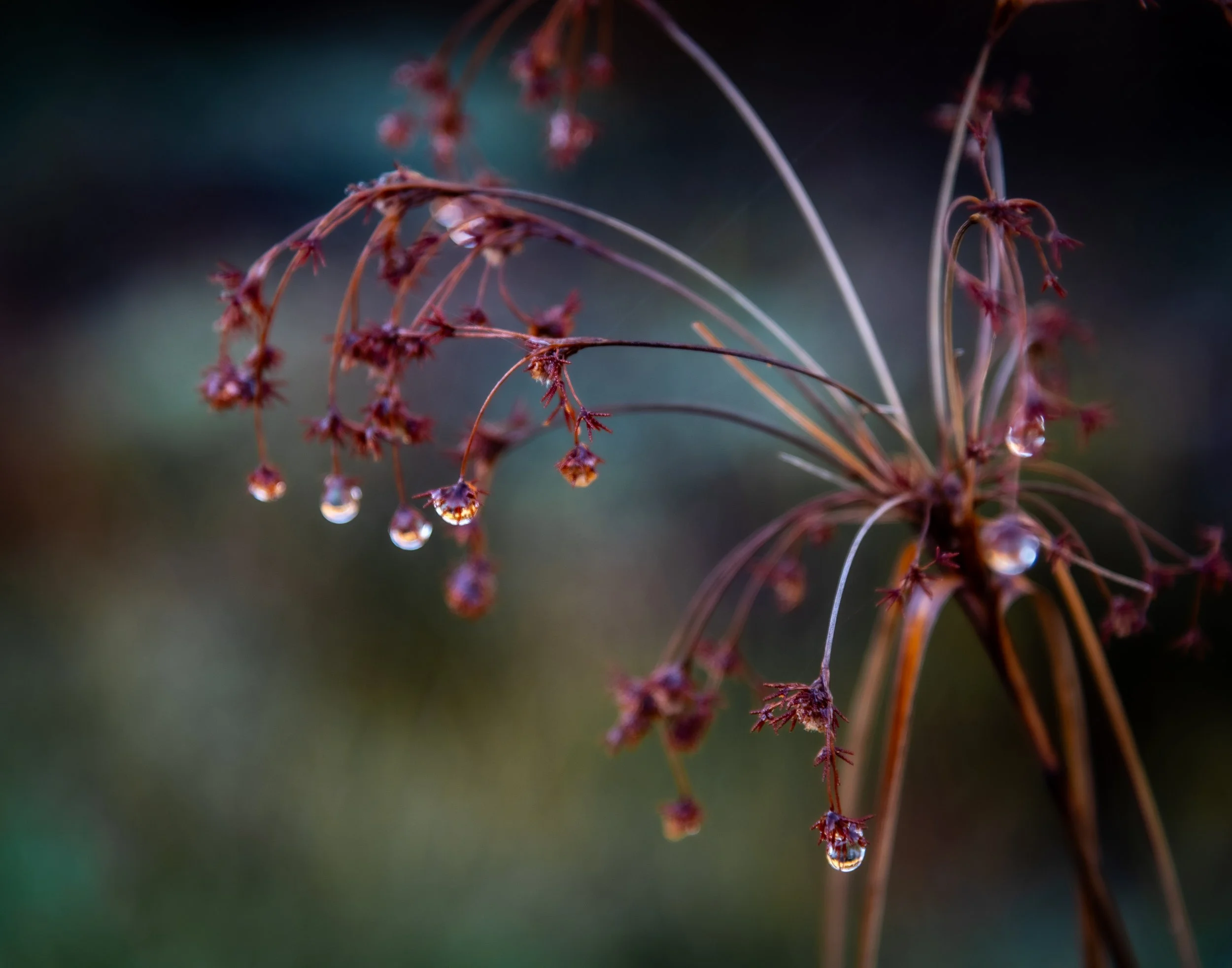 raindrops on plant