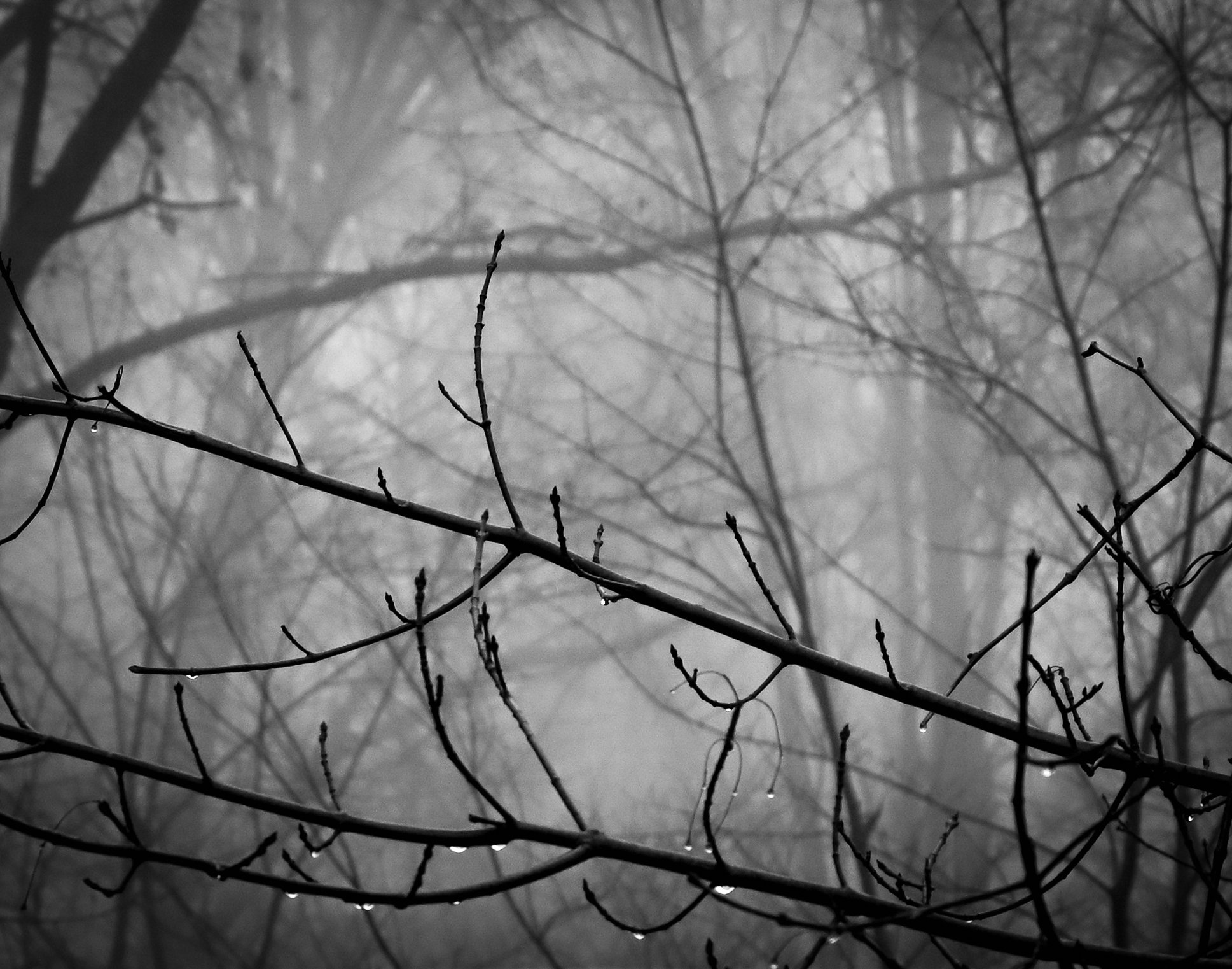 raindrops on branches