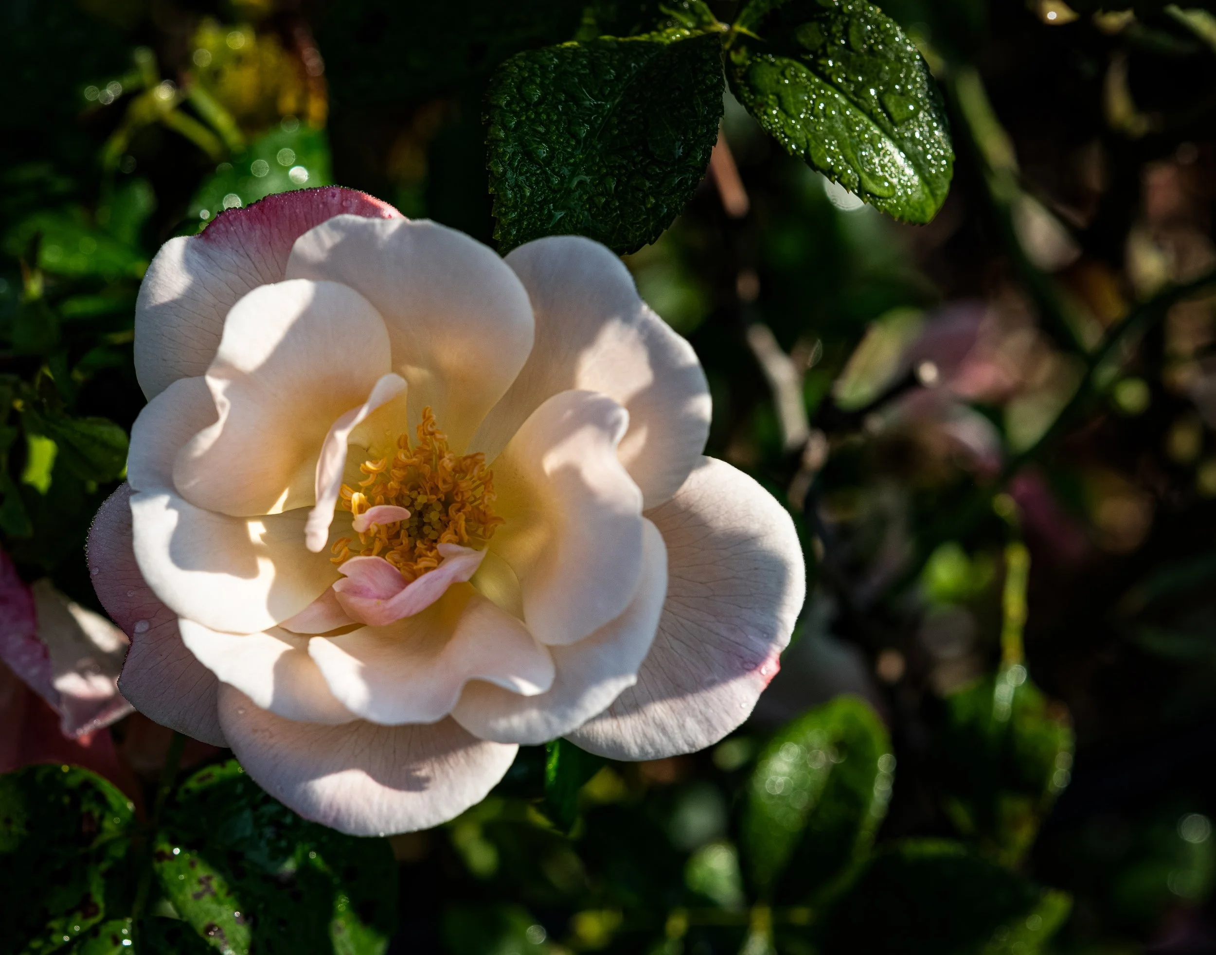 white rose