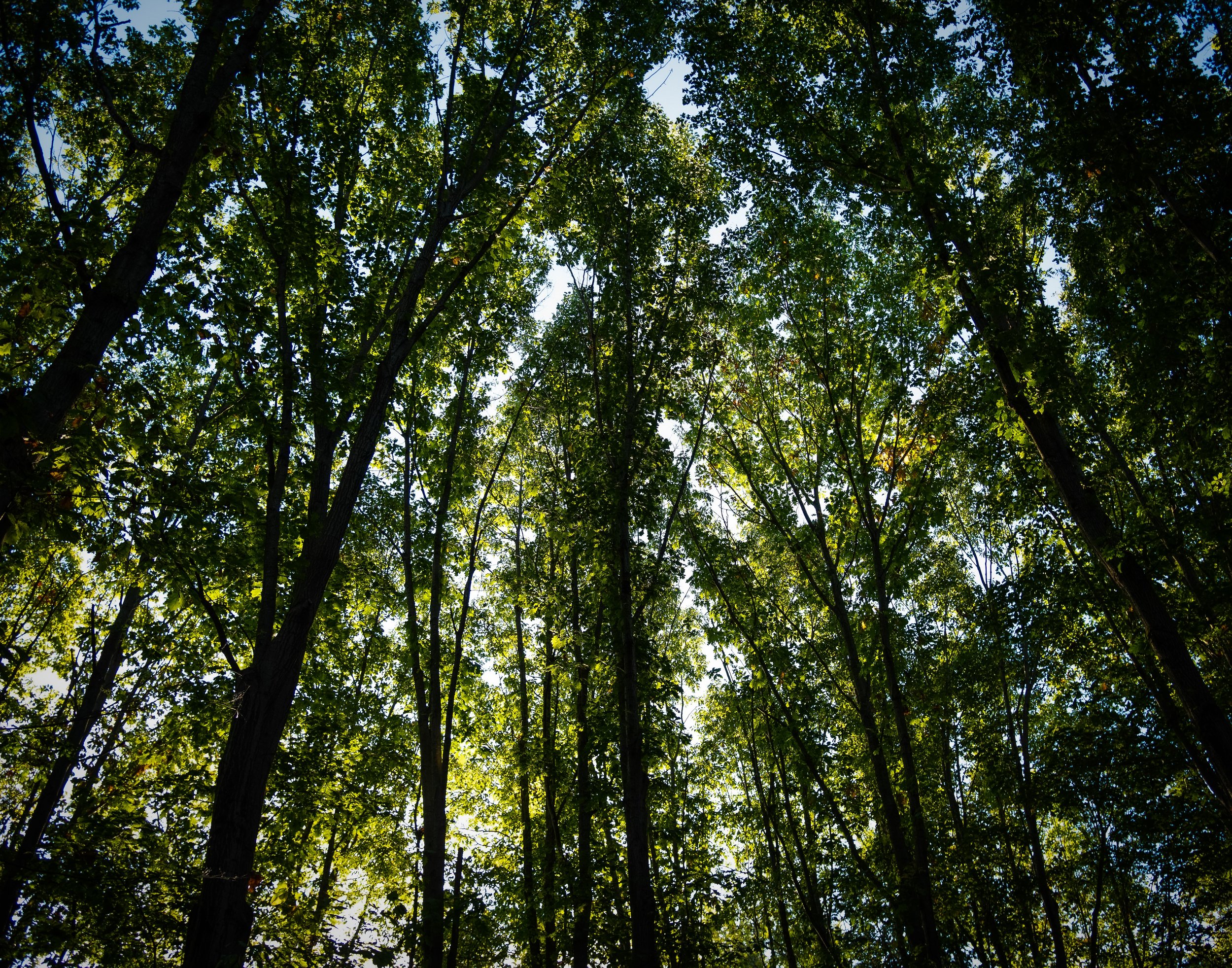forest