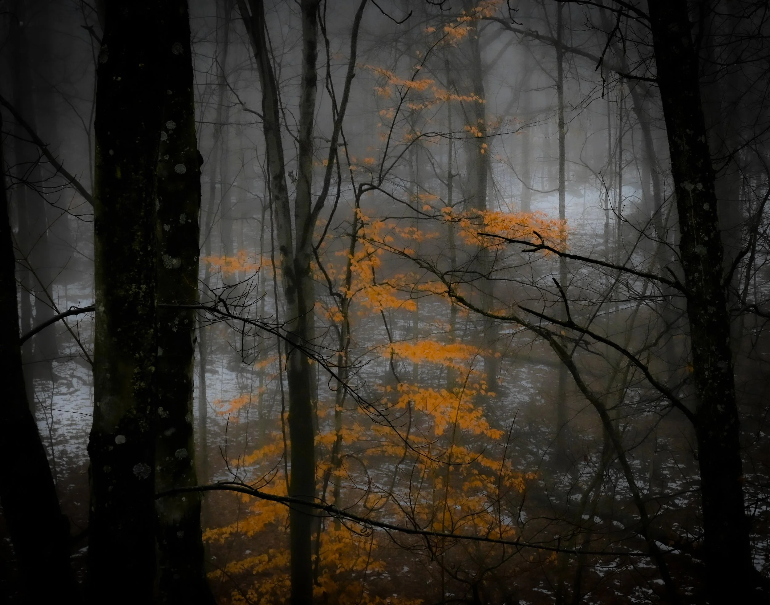 misty leaves