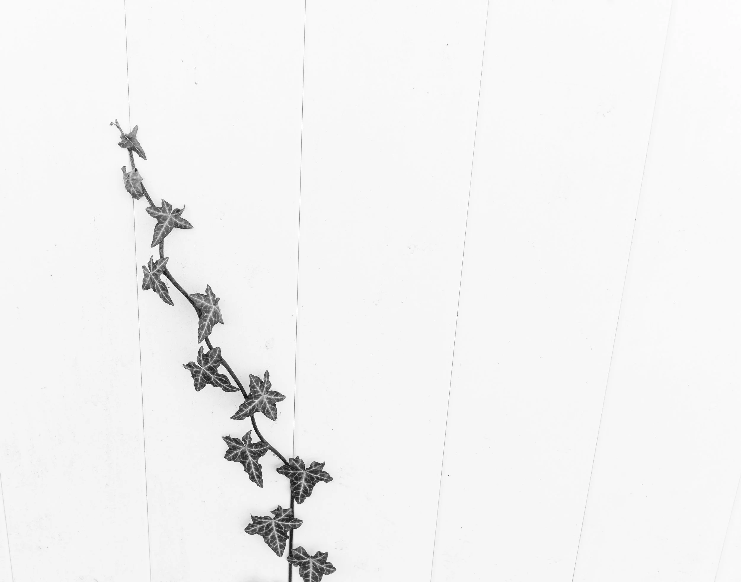 vine on white fence