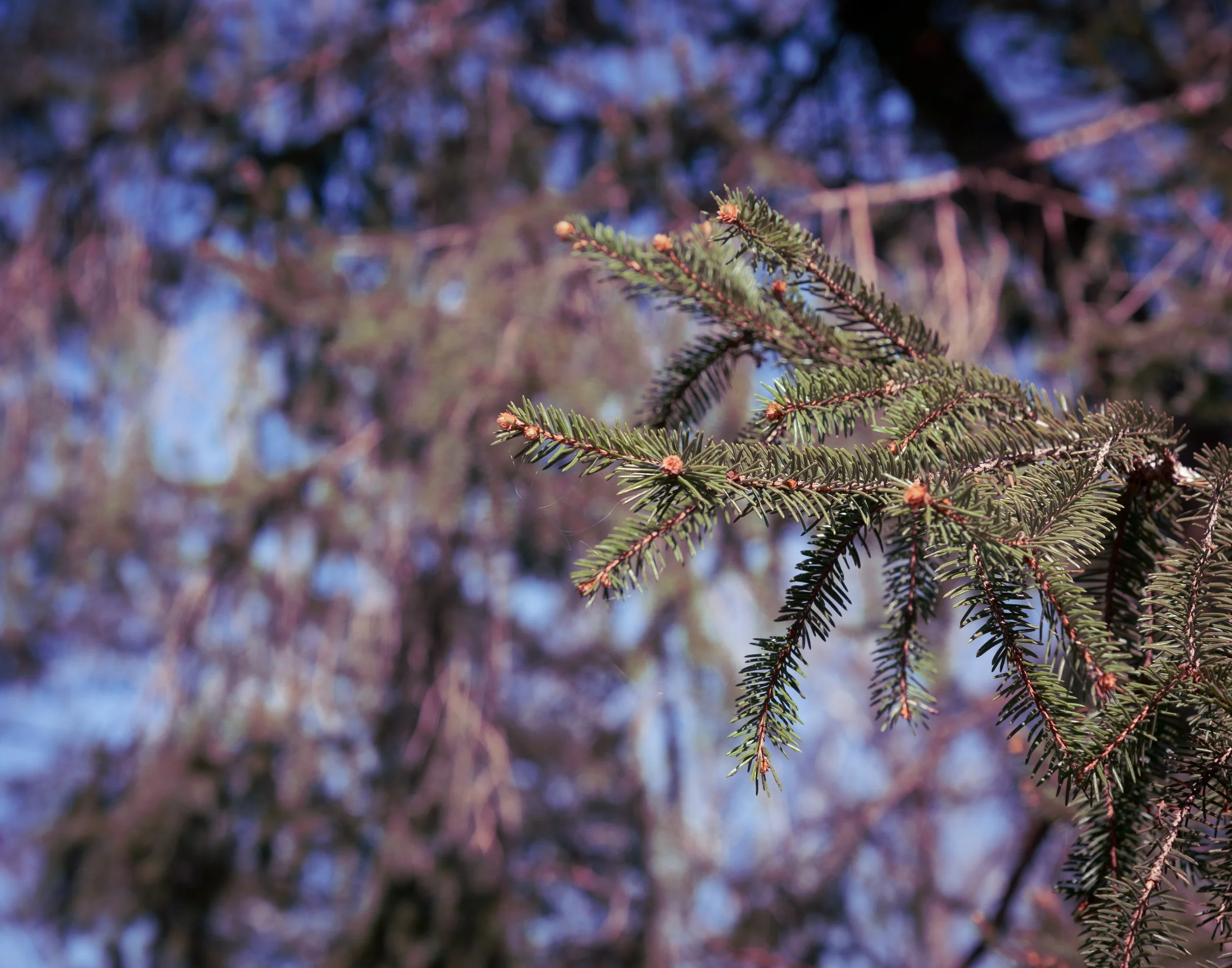 pine branch
