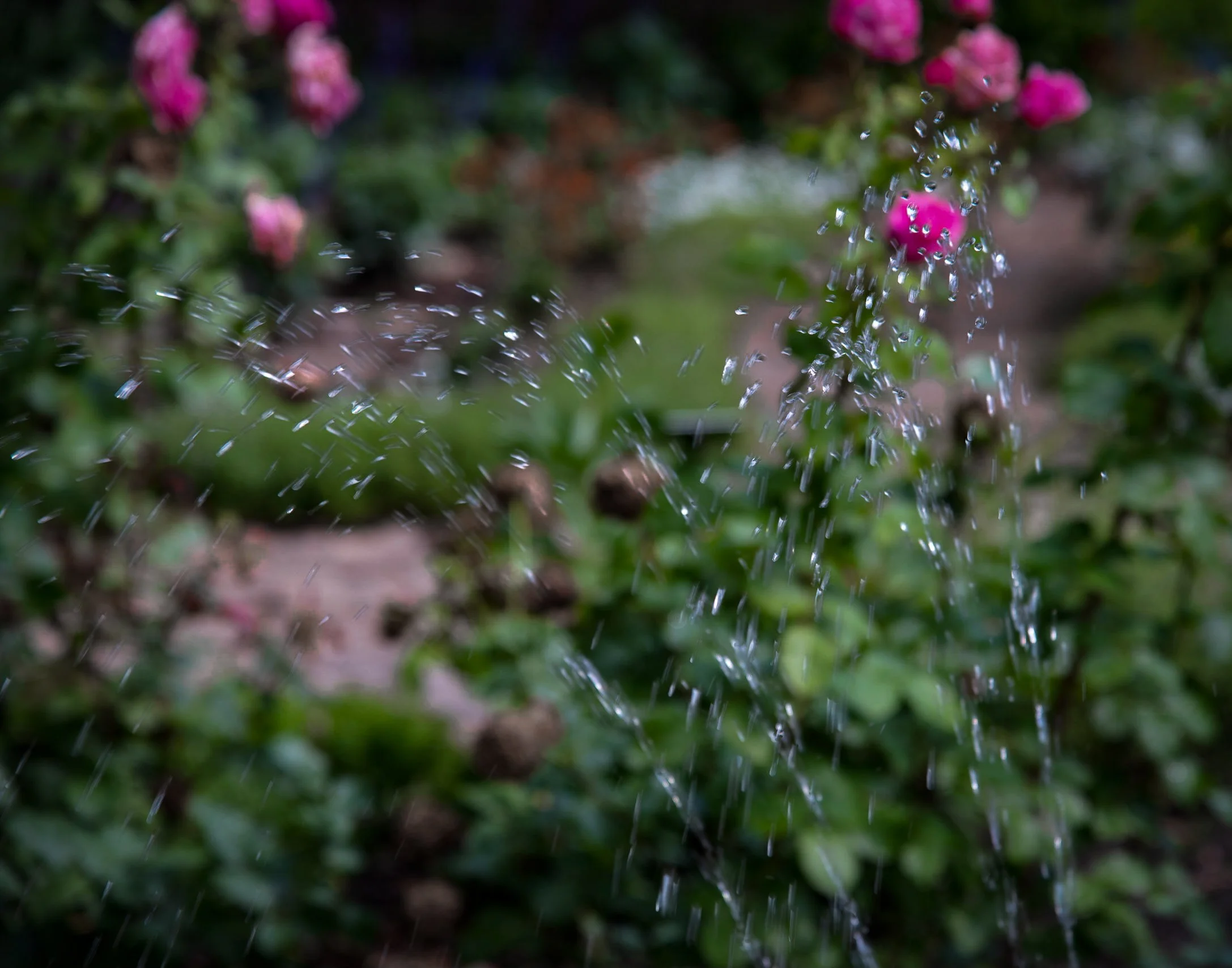 rosy fountain