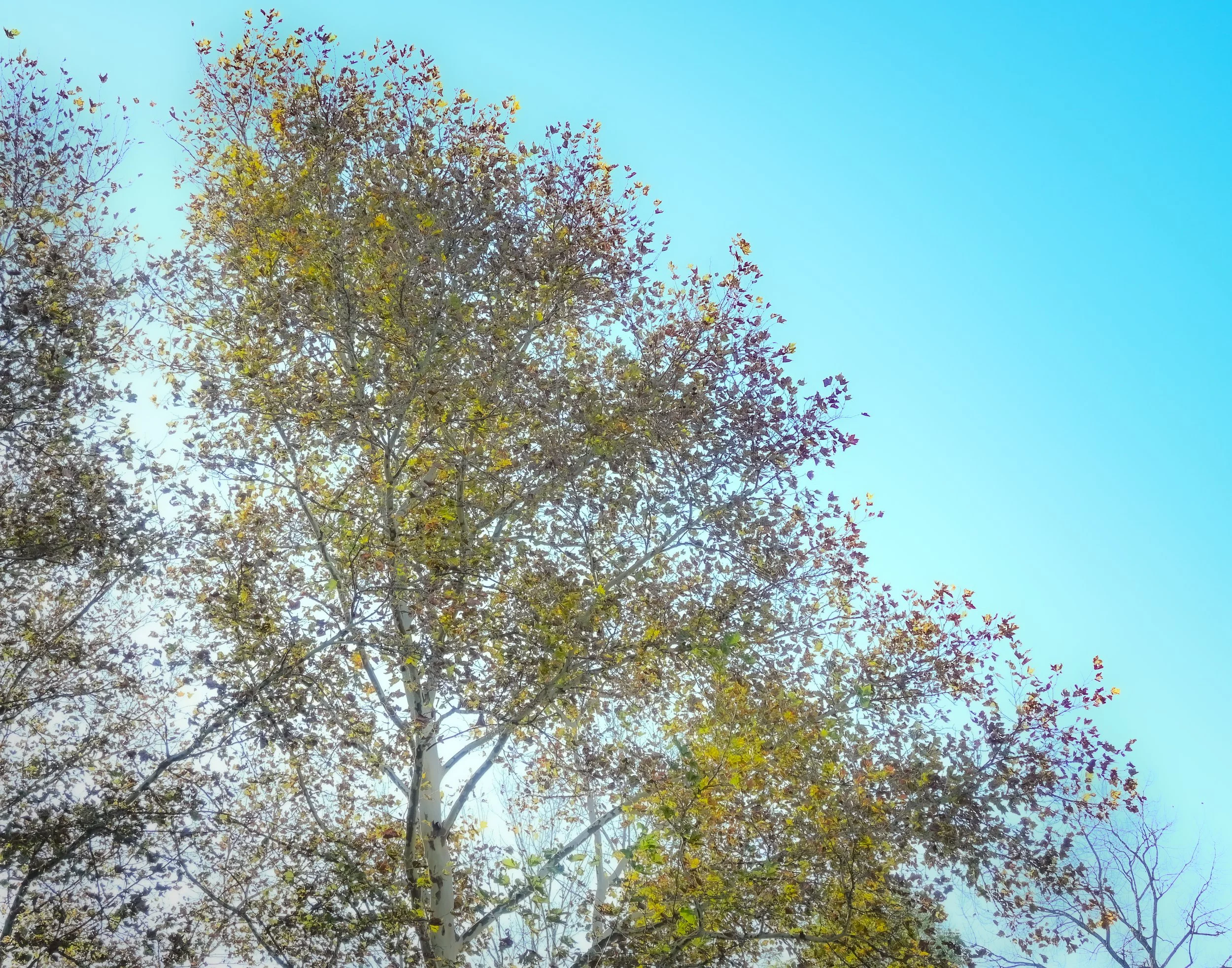 sunlit trees