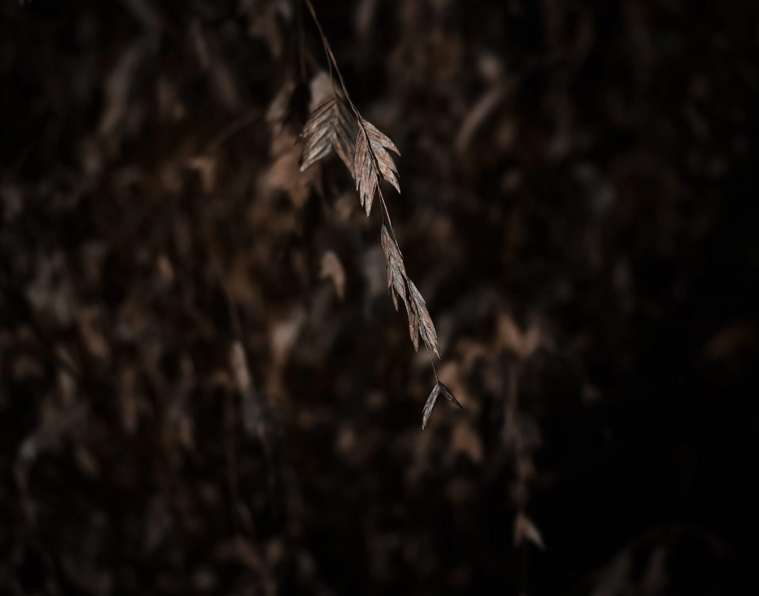 dried leaves (2)