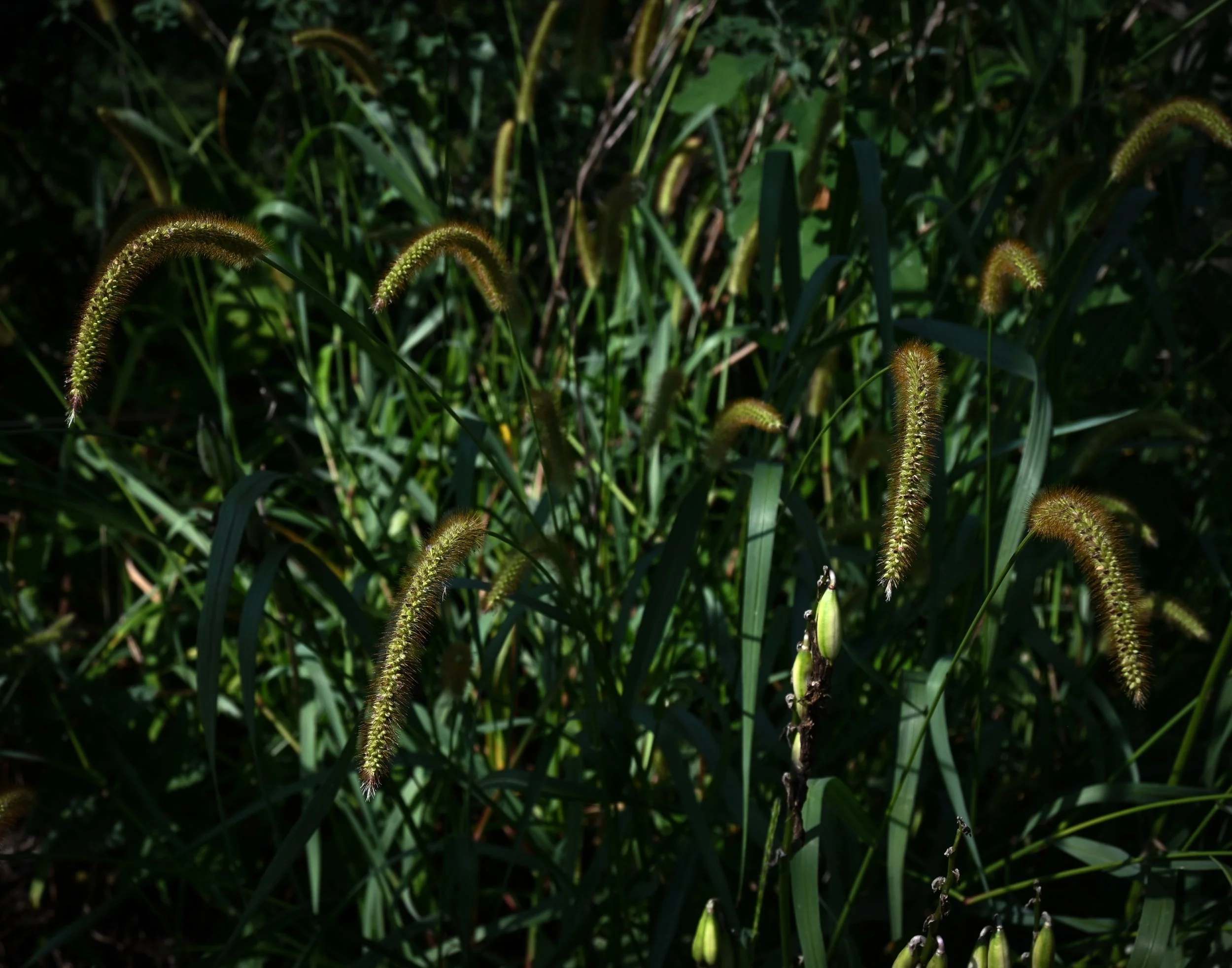 grasses in field