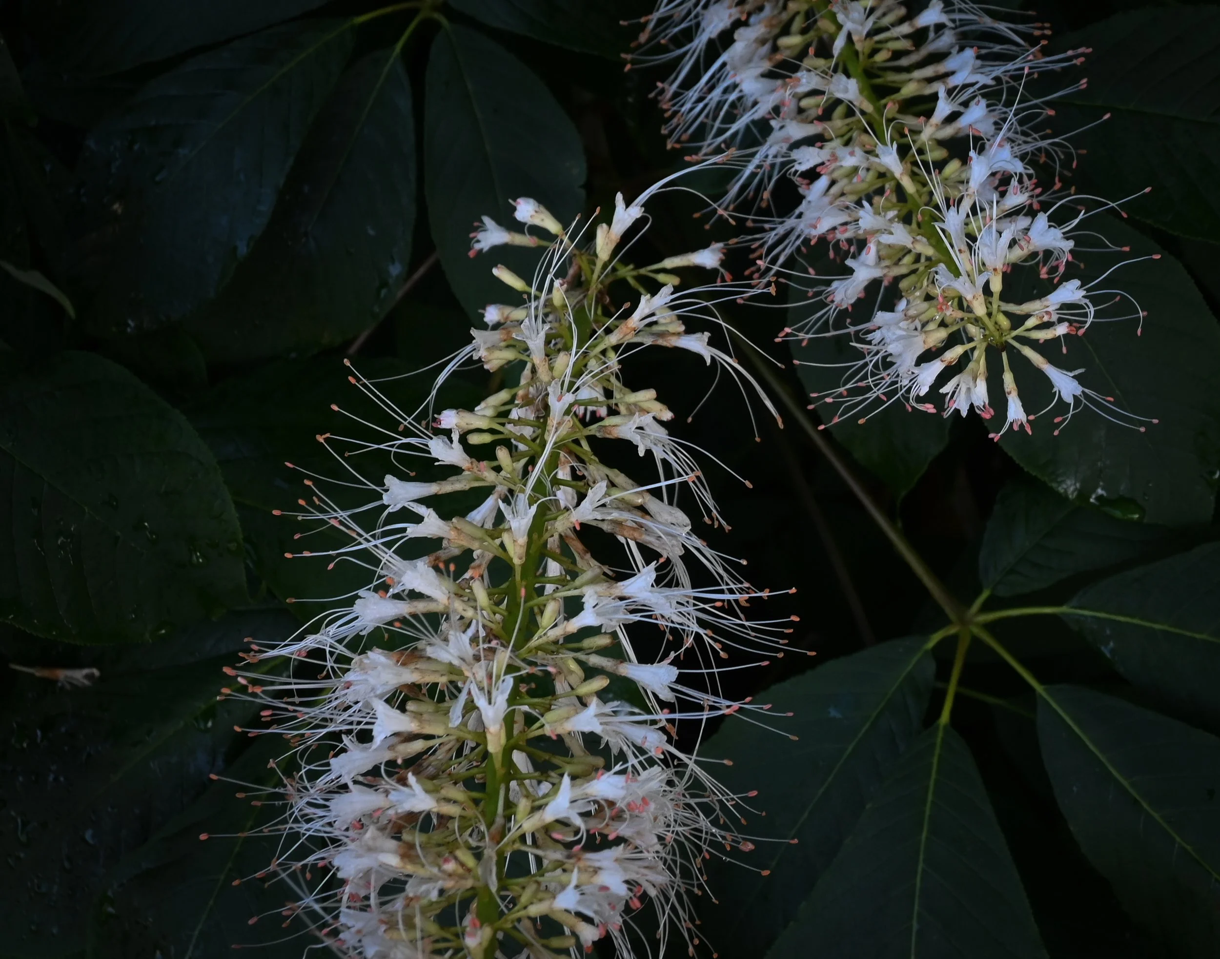 bottlebrush buckeye