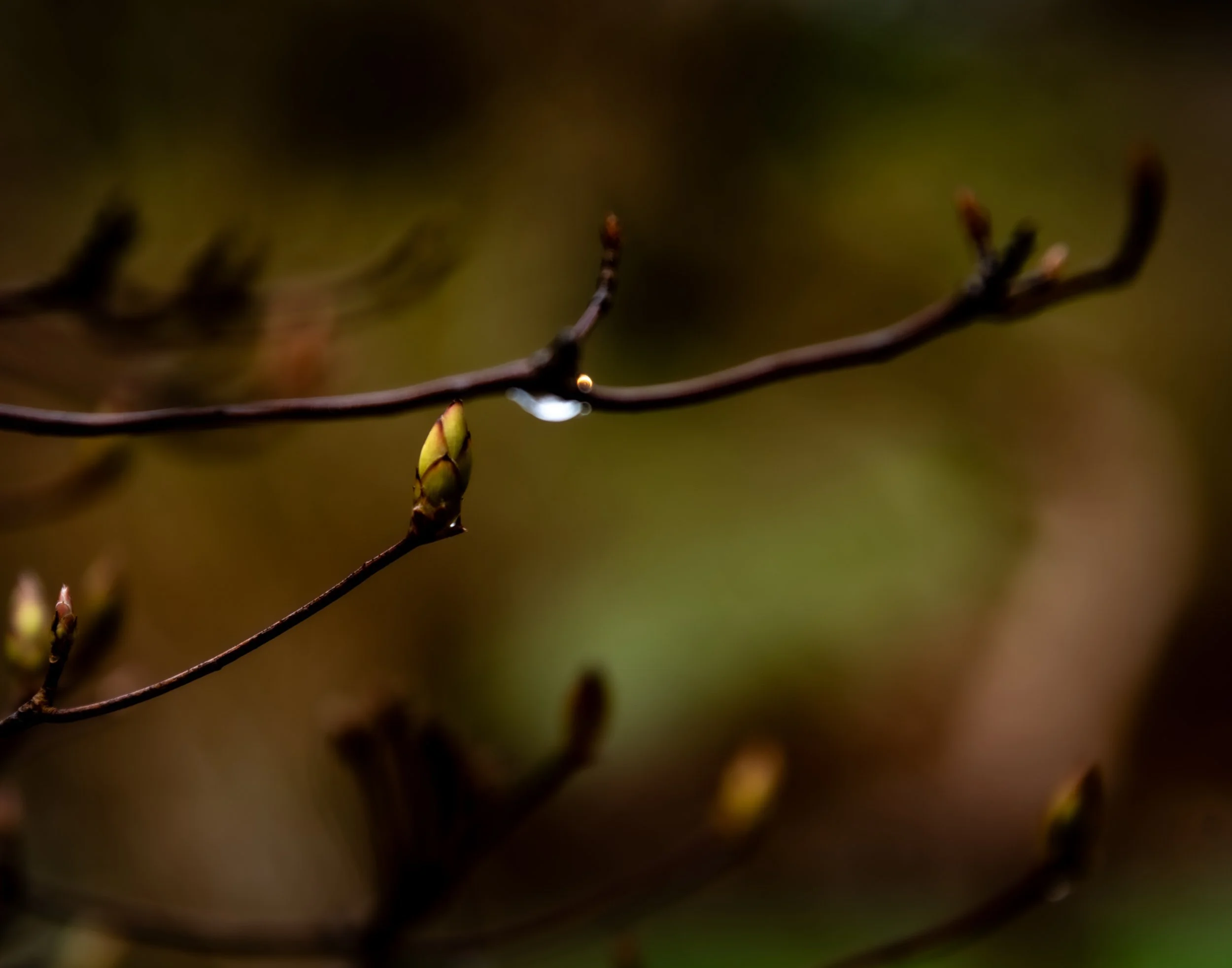 buds and raindrops 