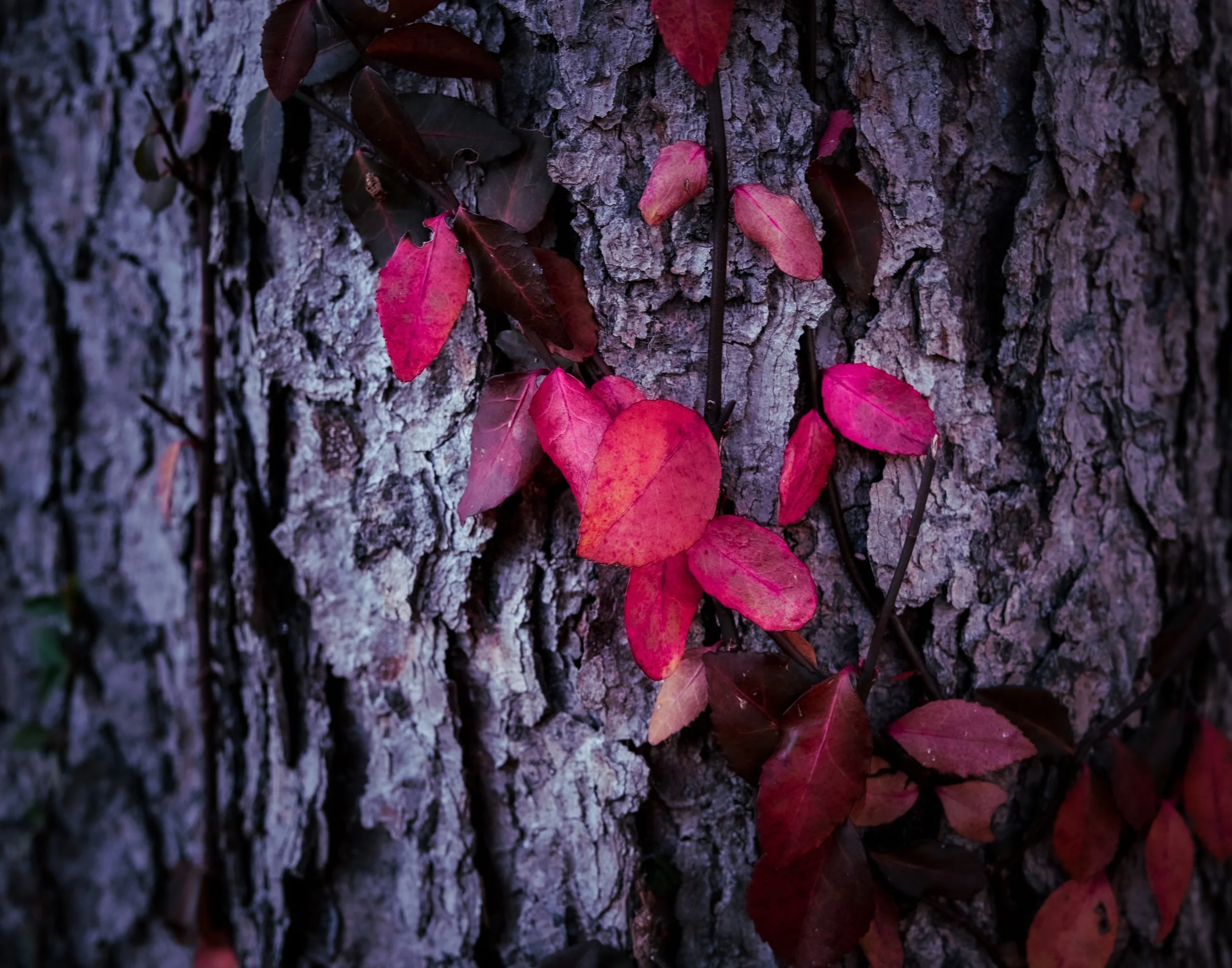 red leaves