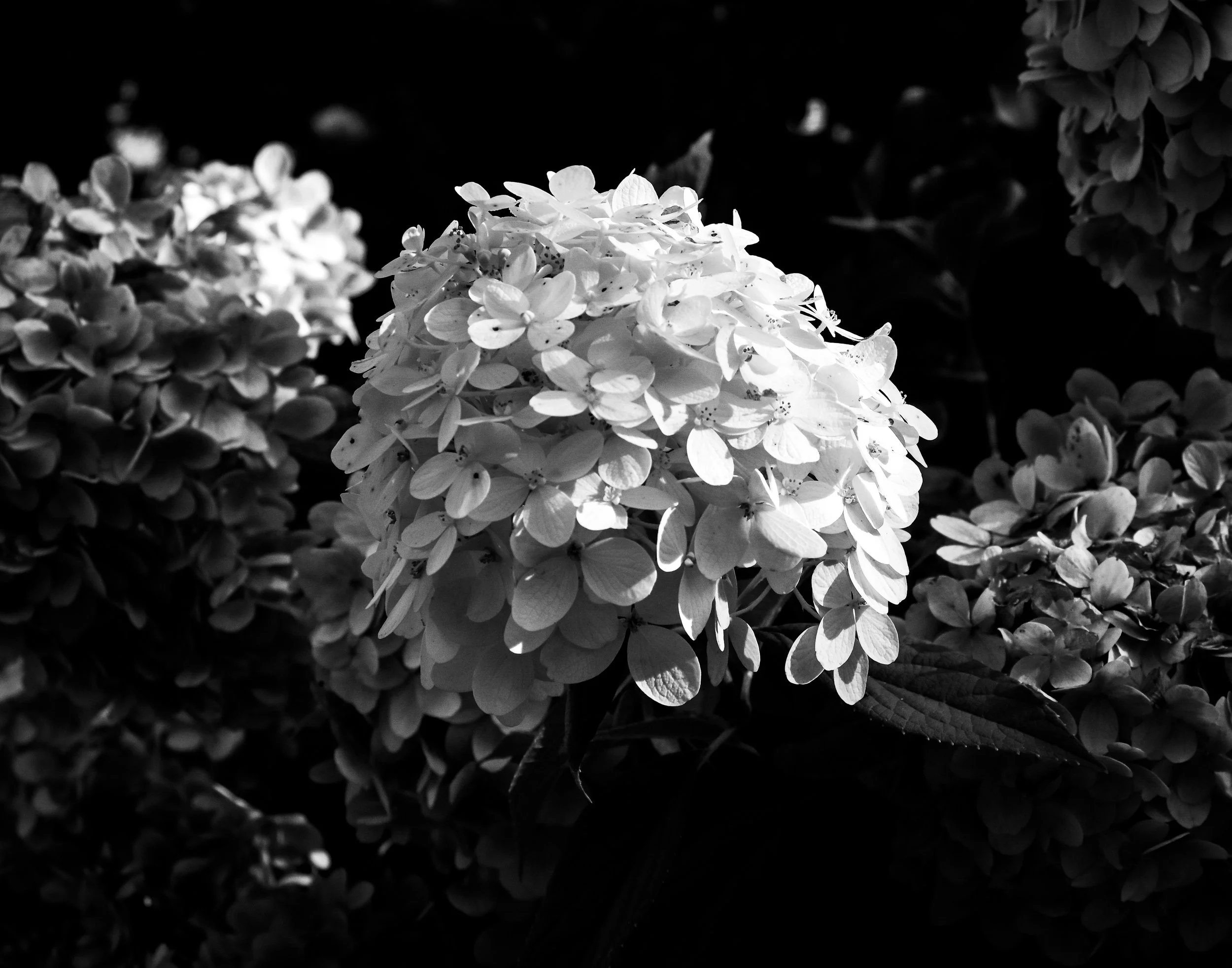 black and white hydrangea