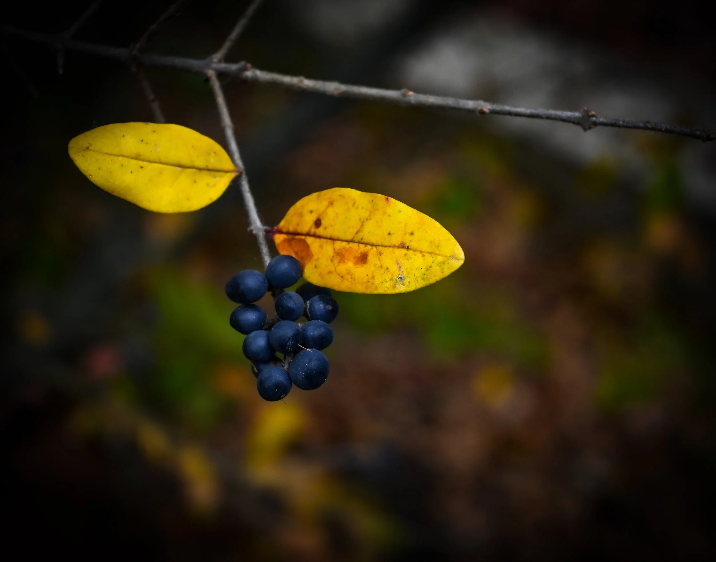 privot berries