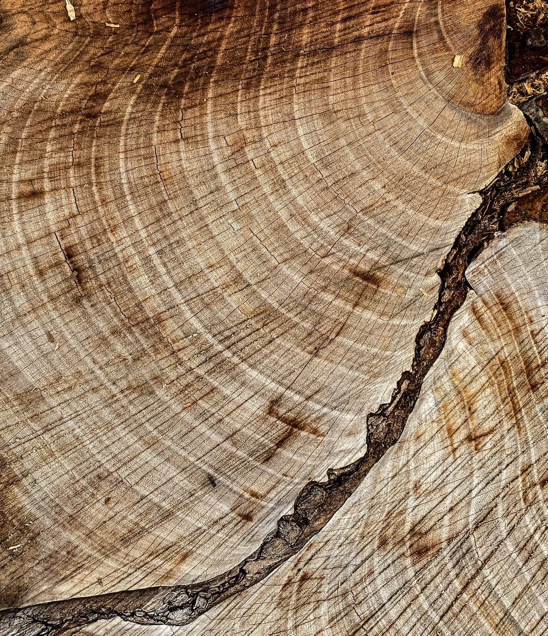 tree rings