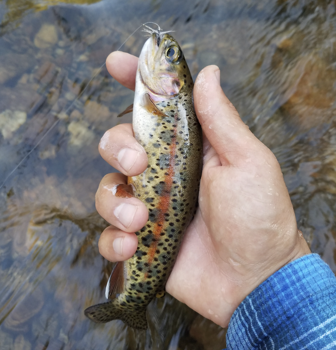 Camping/Fishing — Fish Creek Outfitters