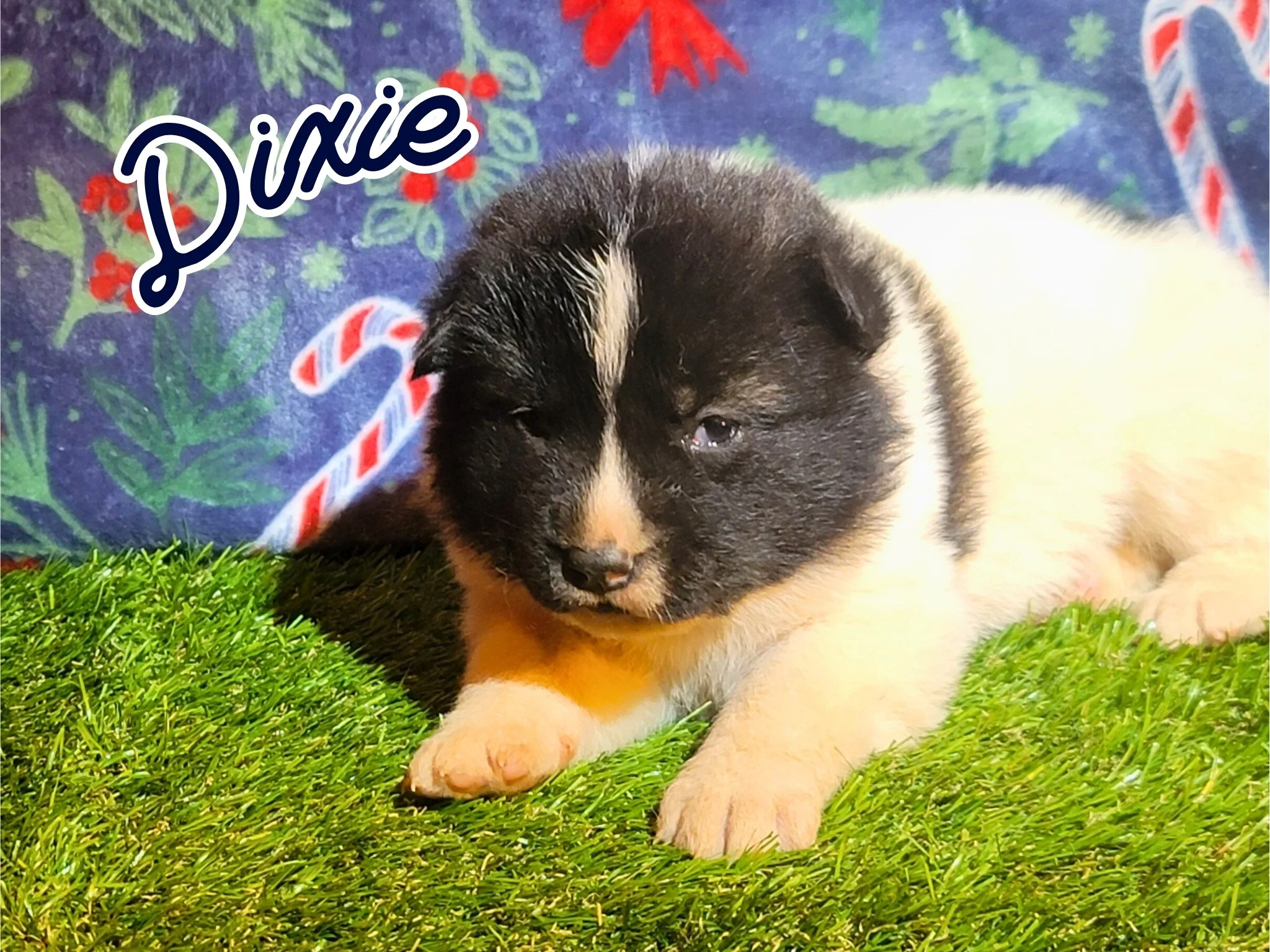 Dixie