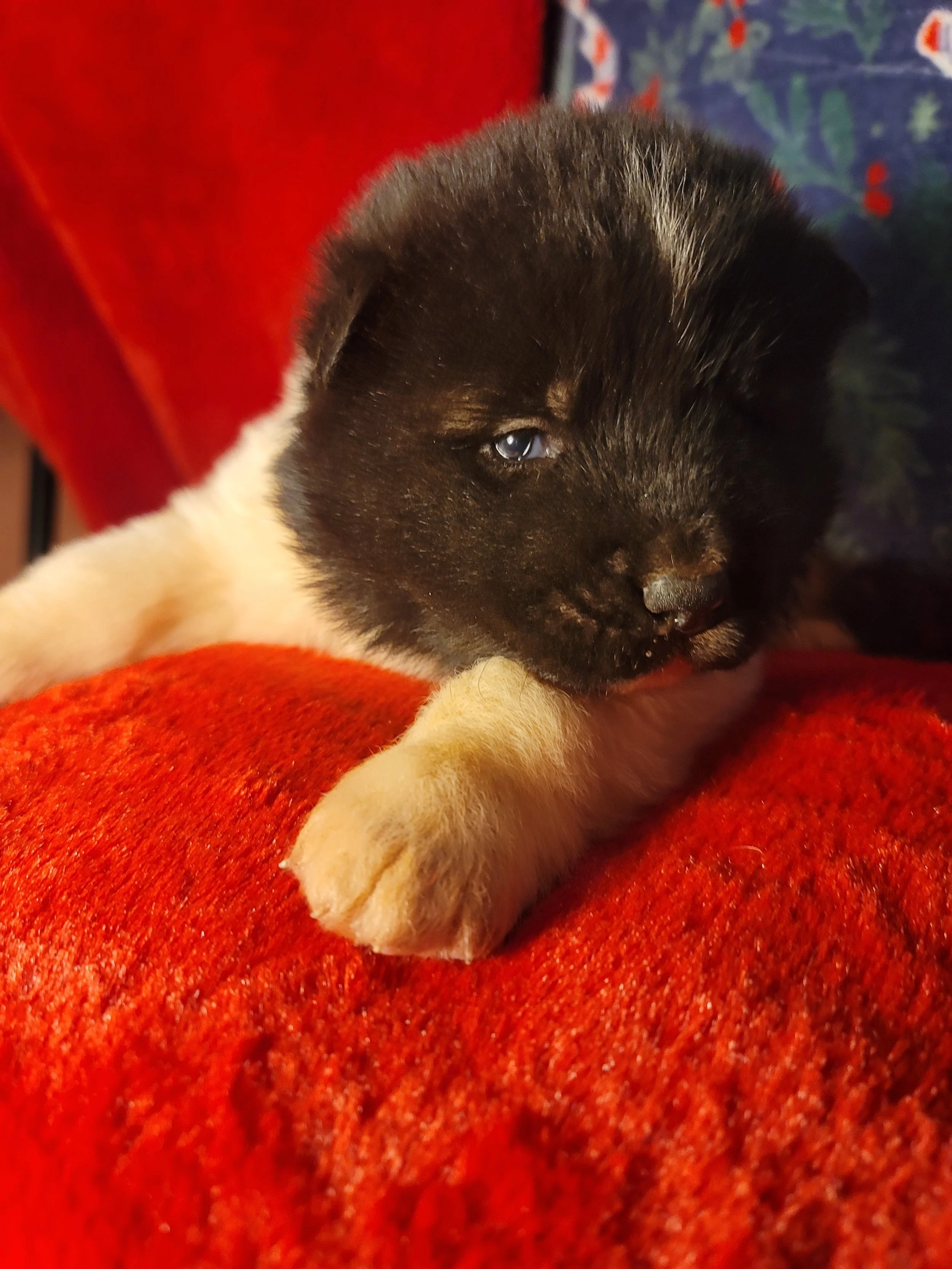 Dexter