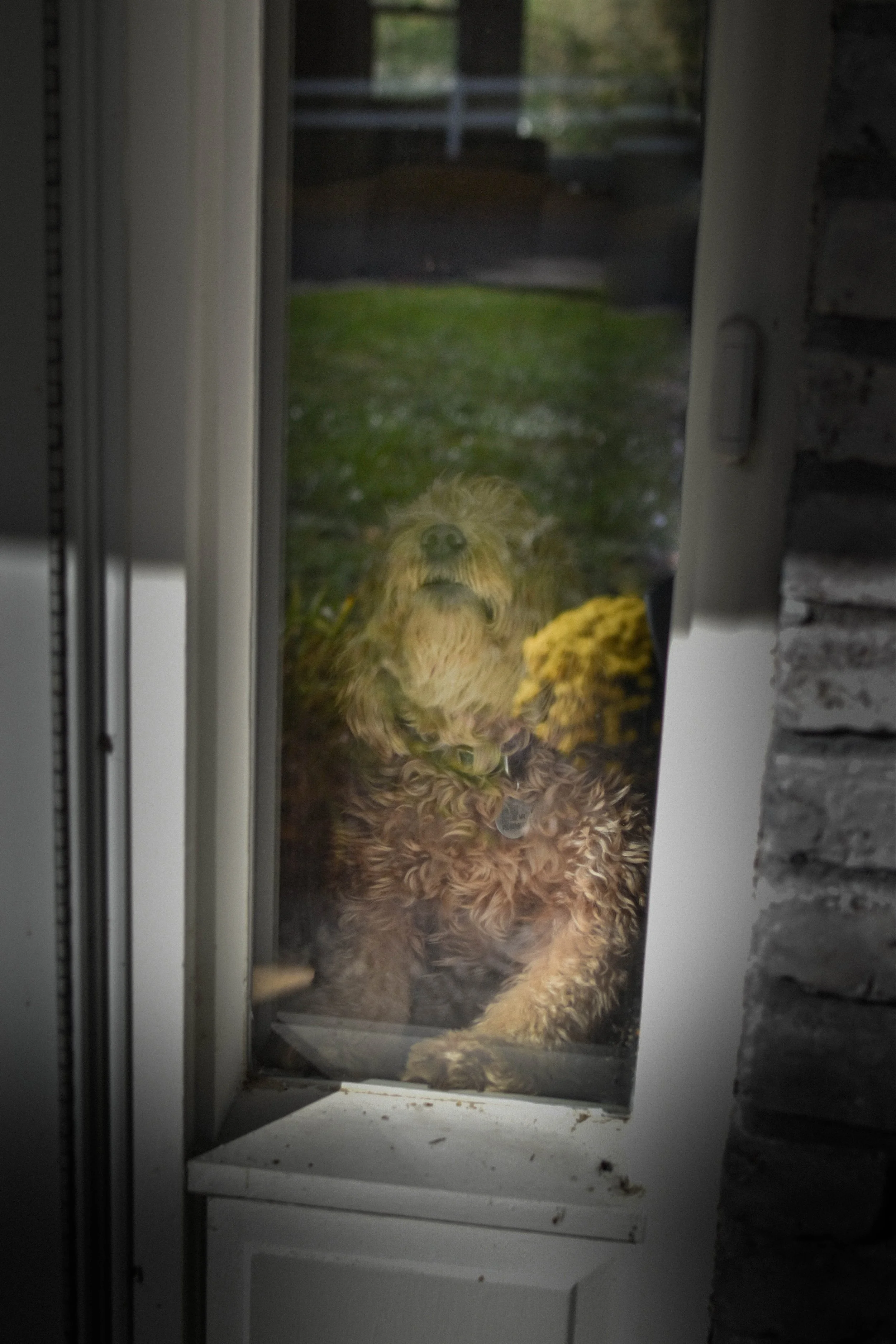 Yes, We’re Pet Friendly — But That Doesn’t Mean You’re Off the Leash 🐕‍🦺😉