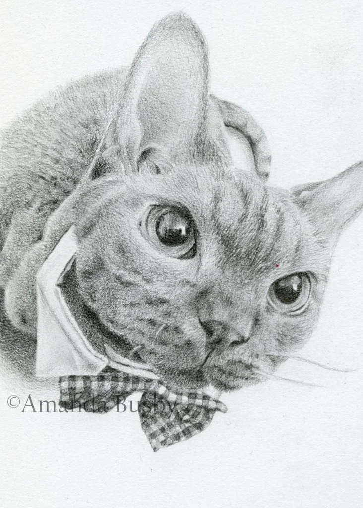 "Bubs" by Amanda Busby. 2026. Graphite on Paper. 5" x 7"