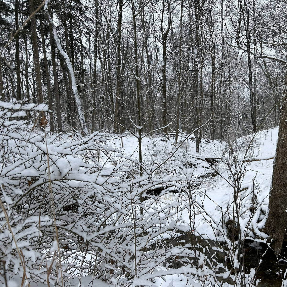 The Quiet of Winter 