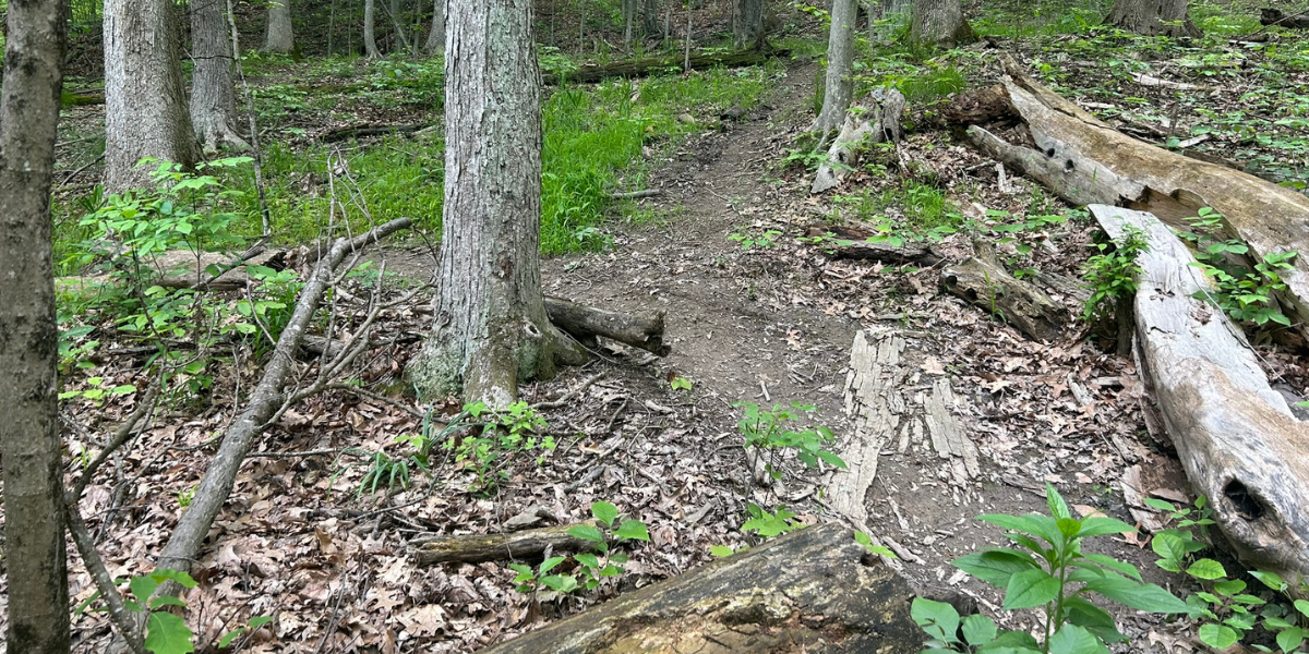 A wooded trail winding through a forest, disappearing around a bend where the path ahead cannot yet be seen.