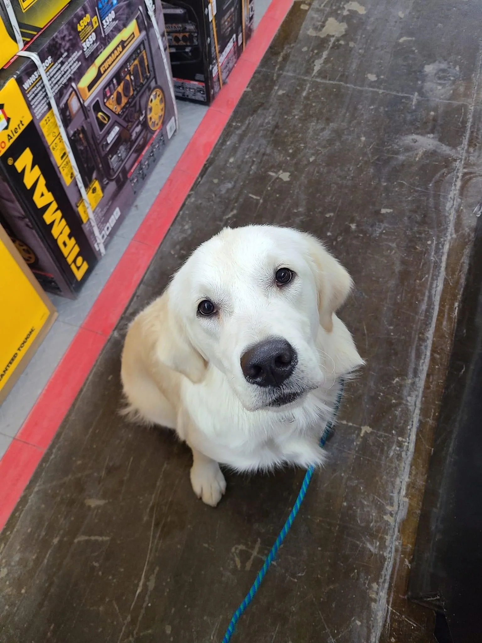 Evie in training at Uplifting Paws