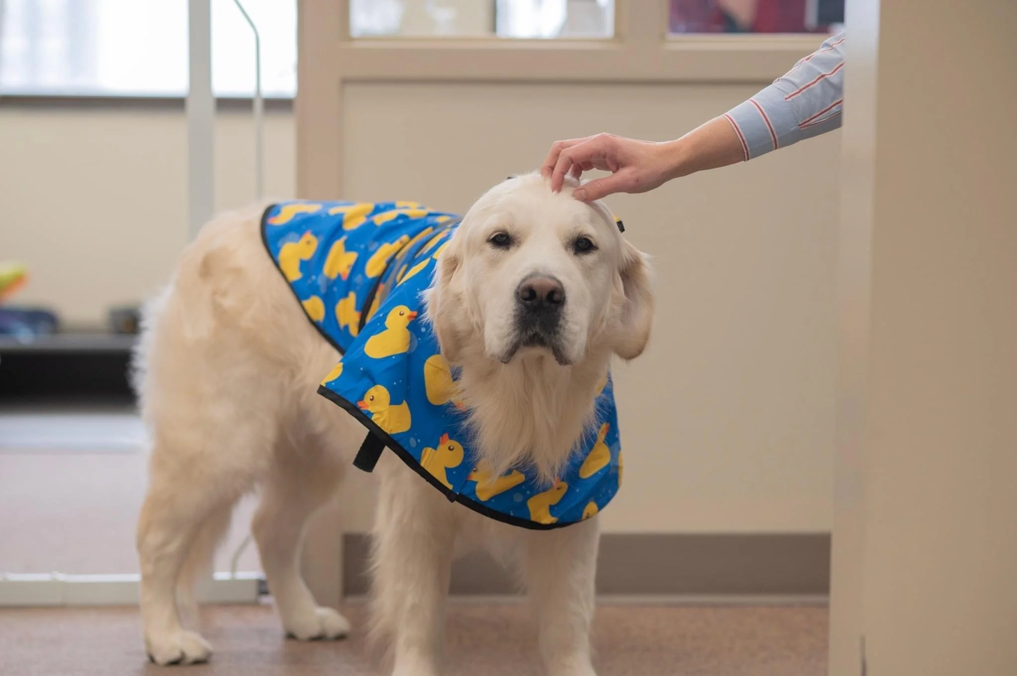 Barney, facility dog for the Lancaster County Courthouse in Lincoln, Nebraska
