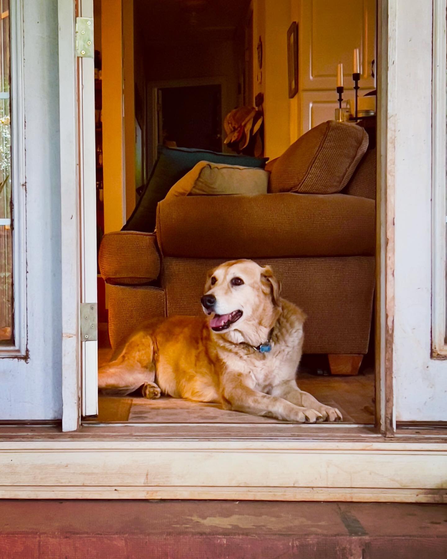 Slow weekend photo dump. 

Lots of happy, old dogs. 

Farmer&rsquo;s Market and downtown walks. 

Kentucky Derby and more puppies. 

Garden projects and planting. 

🤍