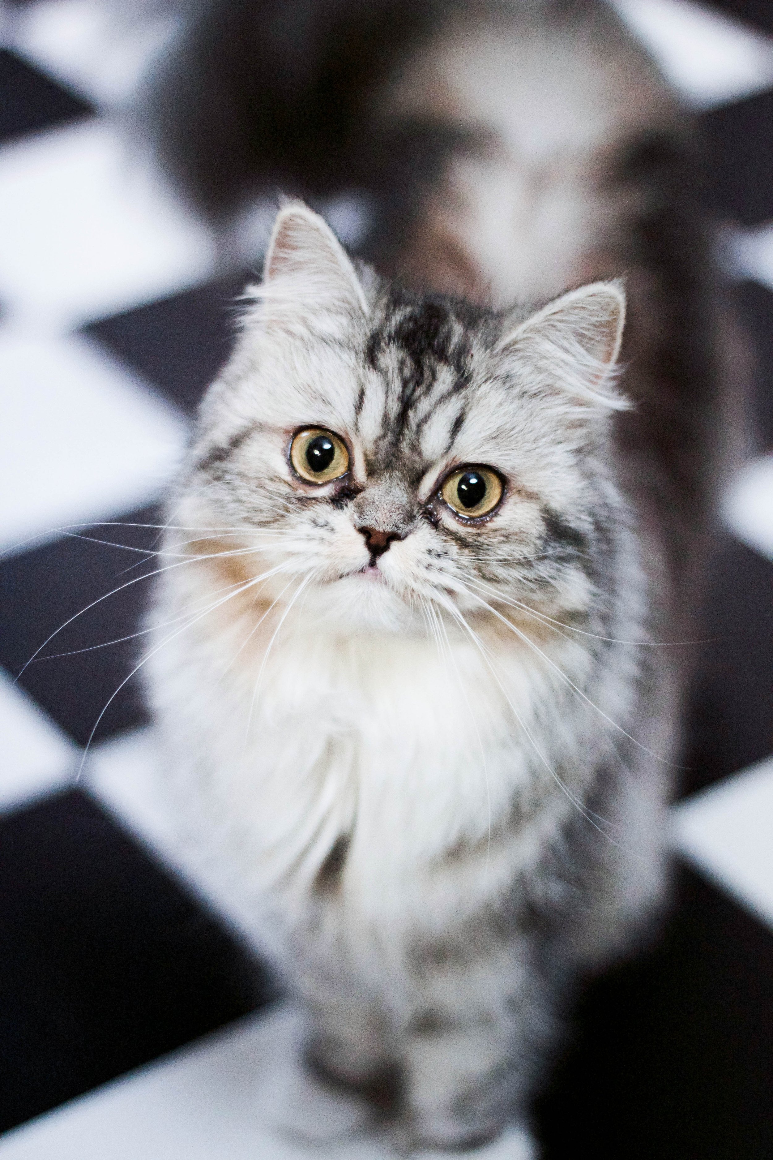 BOZITA