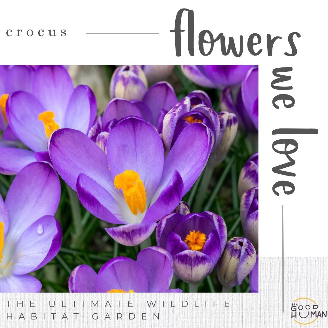 What's a flower that you love?? 

#flowers #naturelover #nature #garden #crocus #crocusflower #beagooodhumanco
