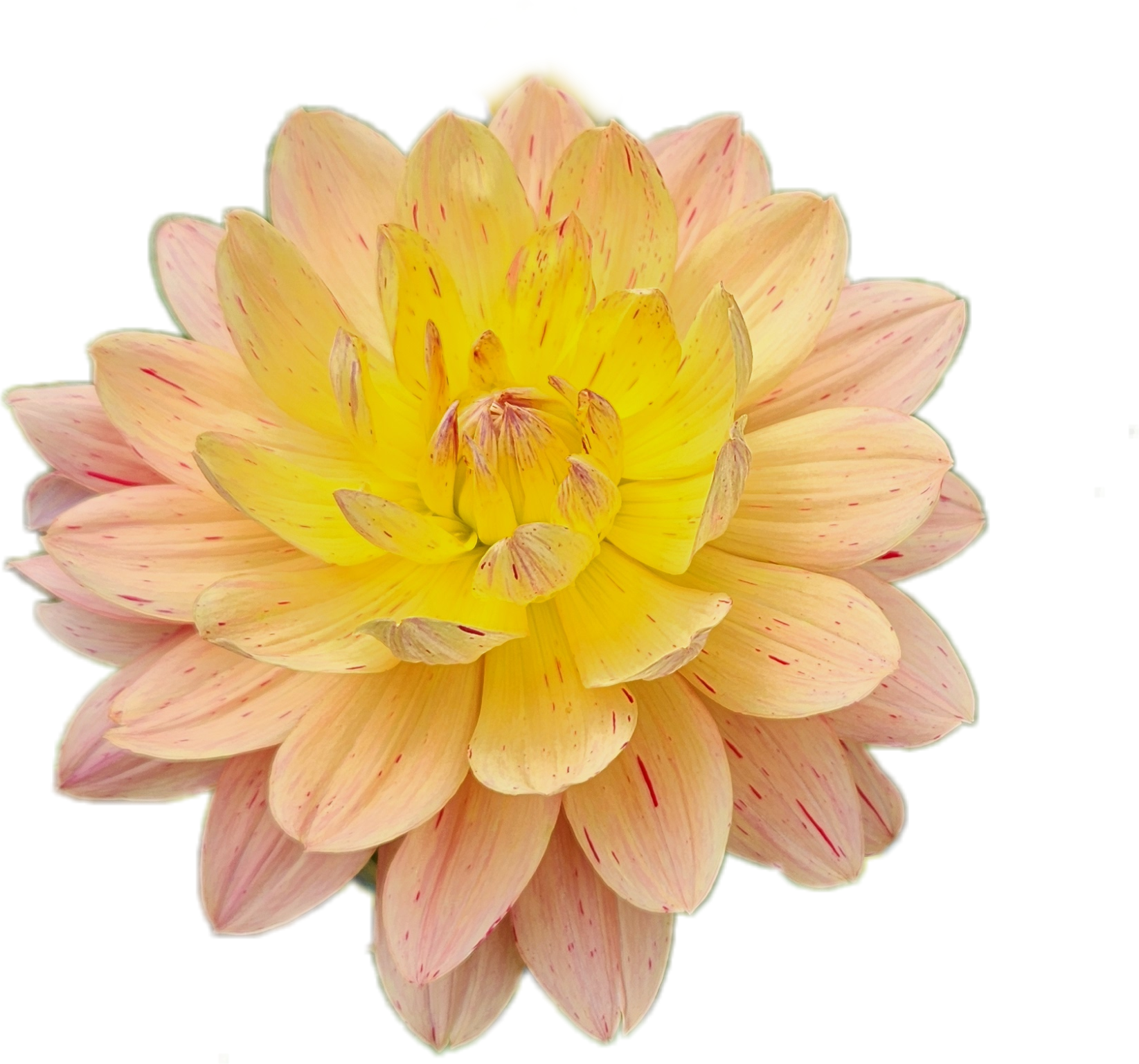 Hollyhill Pink Tigress