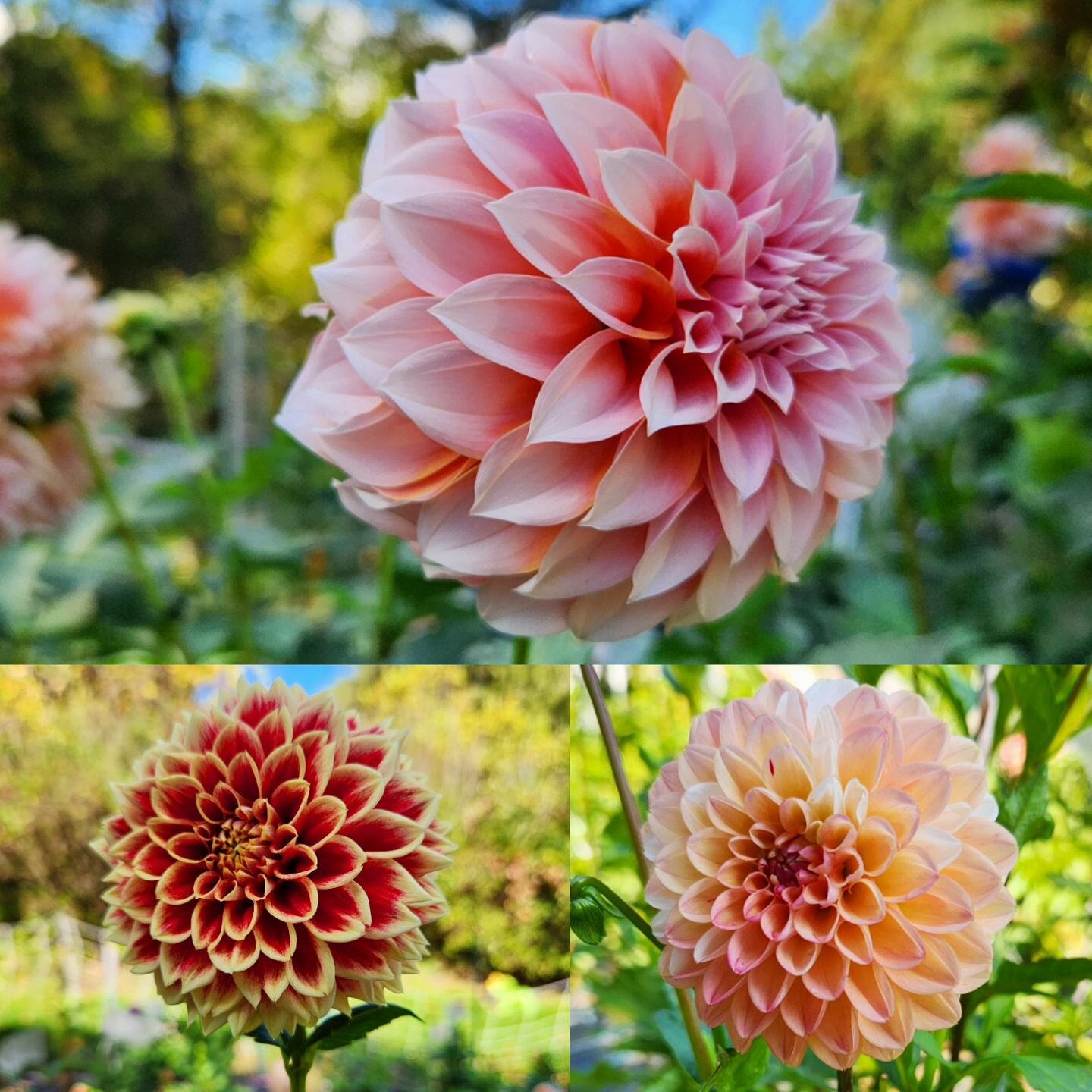 Dahlias Peaches N Cream, Jowey Hubert,  and Double Jill. Some of my favorite varieties for cutting in 2023. 

#specialtycutflowers #dahliasforcutting ##dahliasforever #dahlias #dahliatubersales ##dahliasfordays #wisconsingrowndahlias #wisconsinlocalf